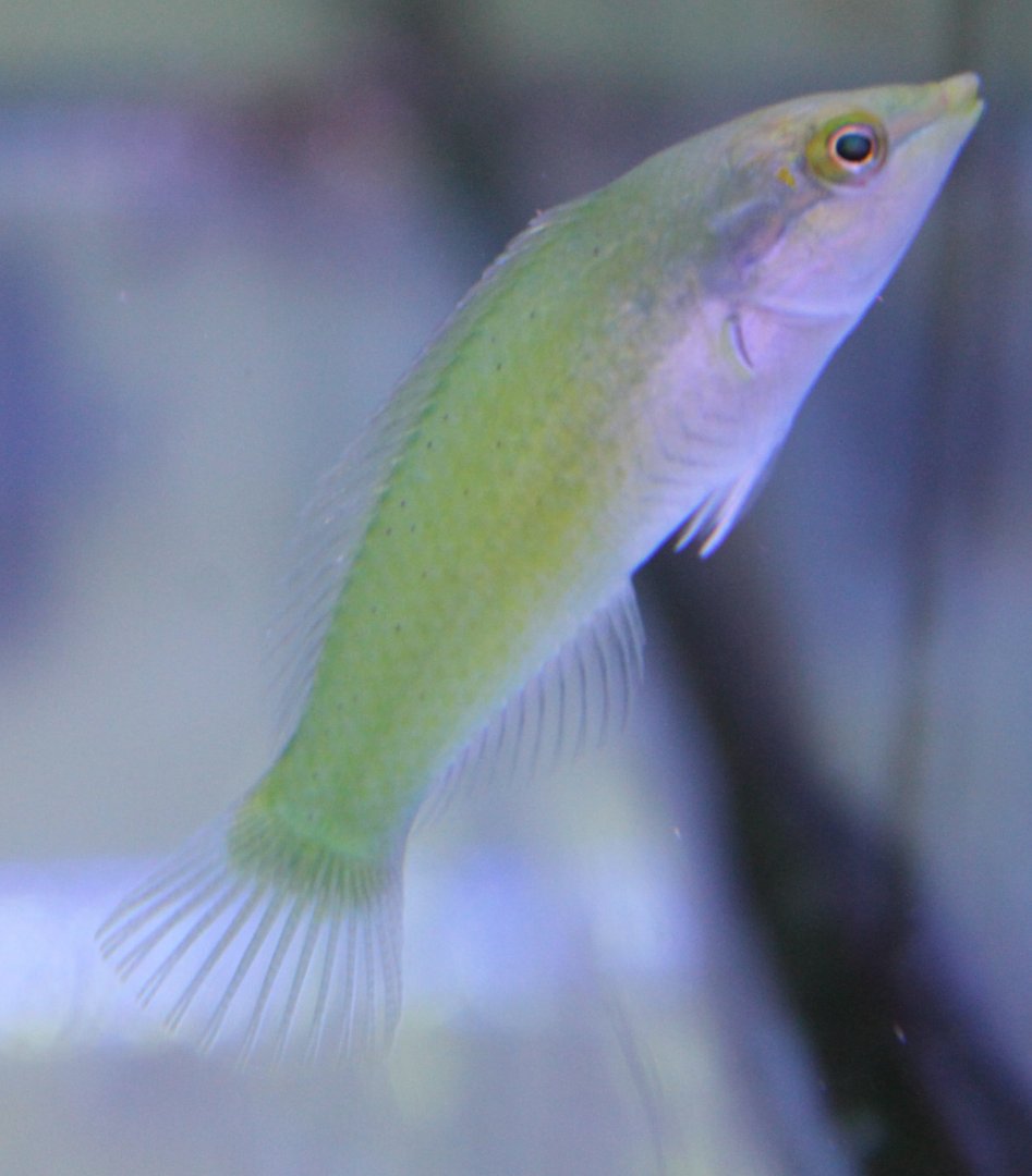 Halichoerus chloropterus