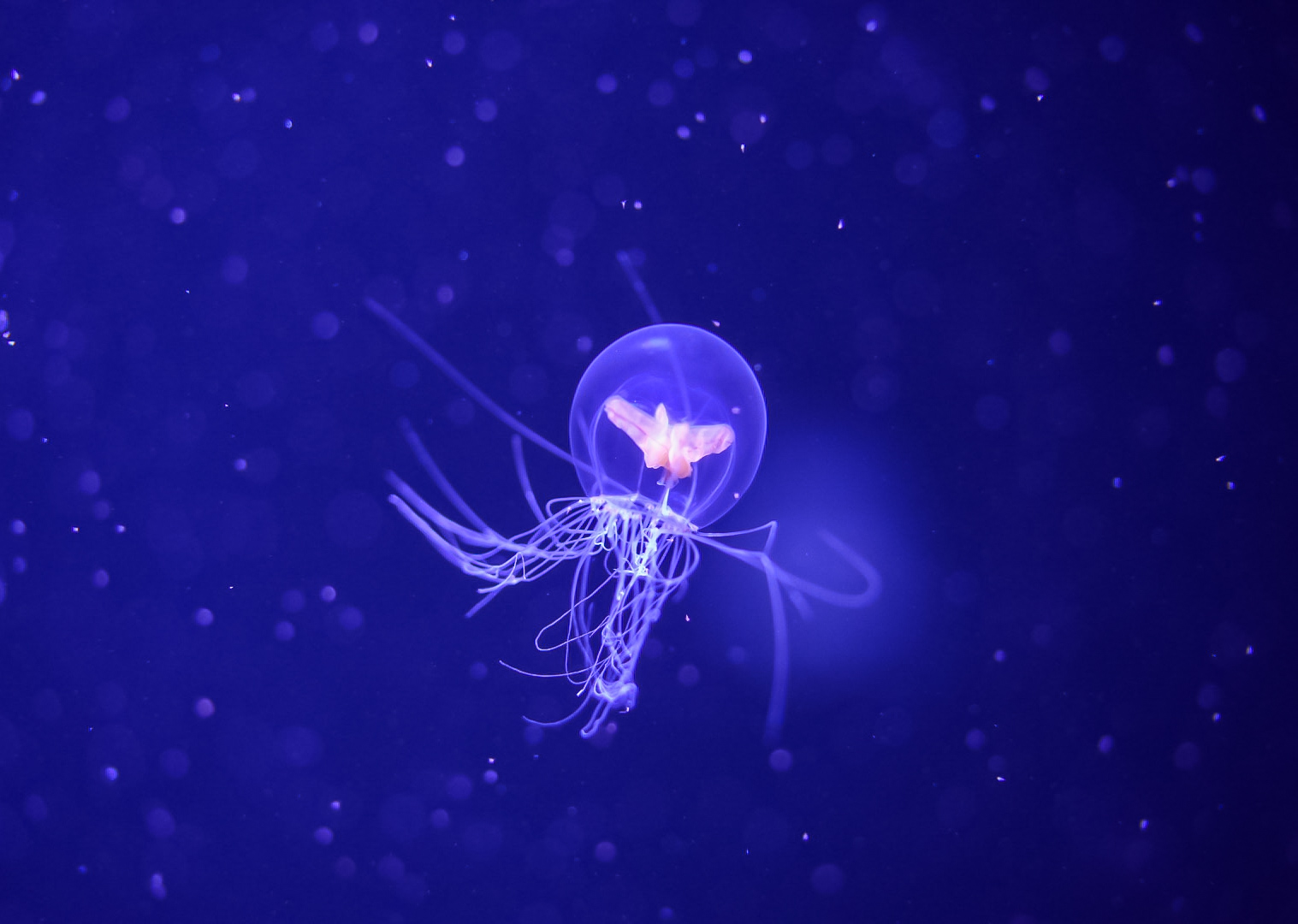 Halimedusa typus (Hydrozoan)