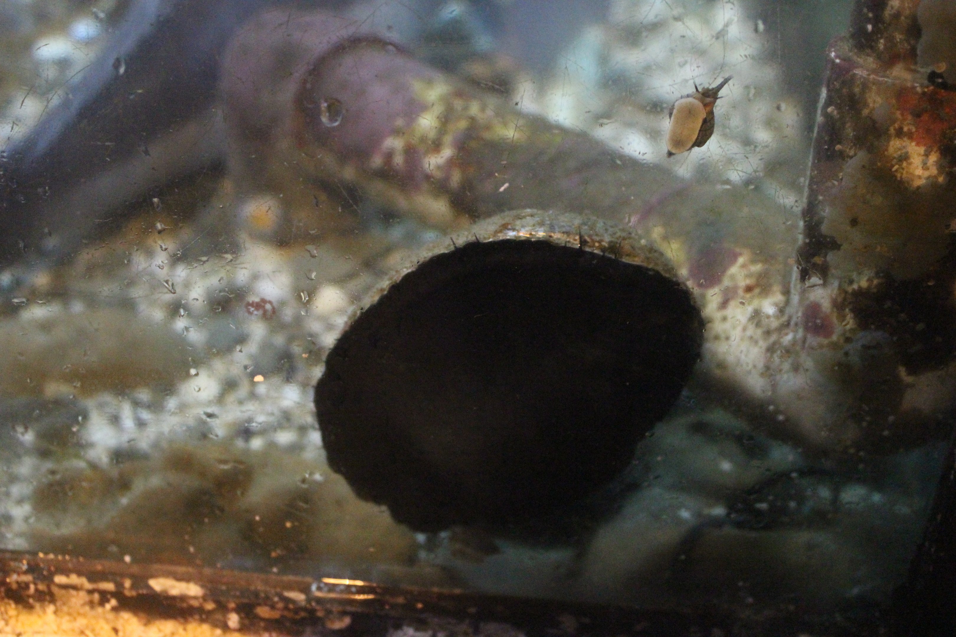 Haliotis iris, with a whelk