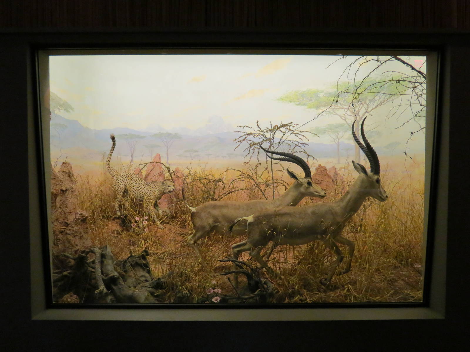 Hall Of African Wildlife - Cheetah and Gazelle
