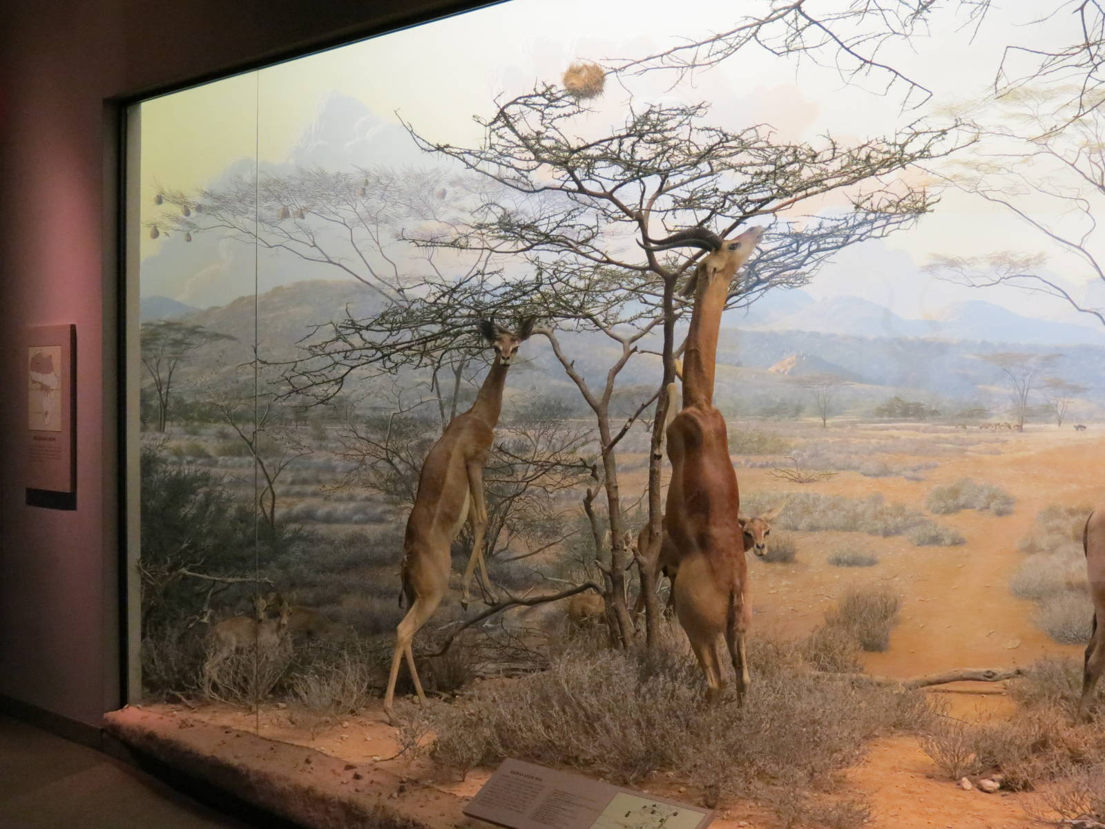 Hall Of African Wildlife - Gerenuk