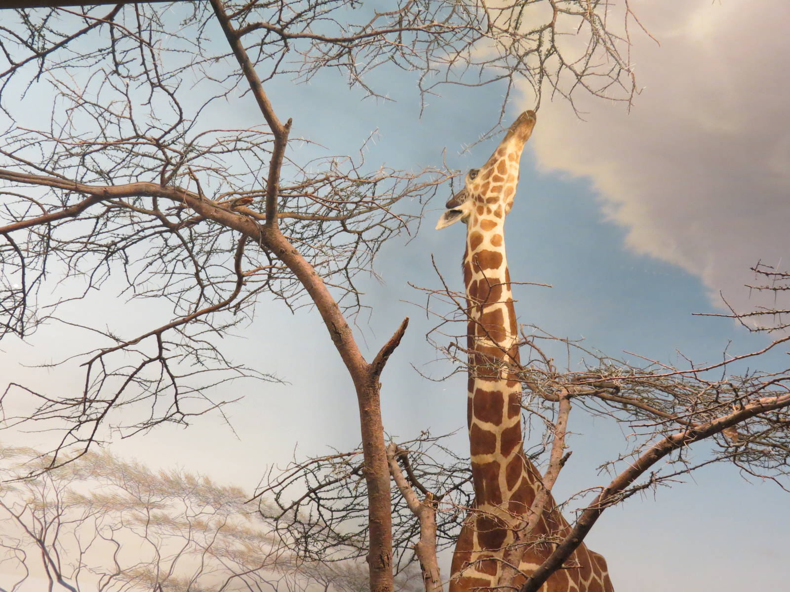 Hall Of African Wildlife - Giraffe