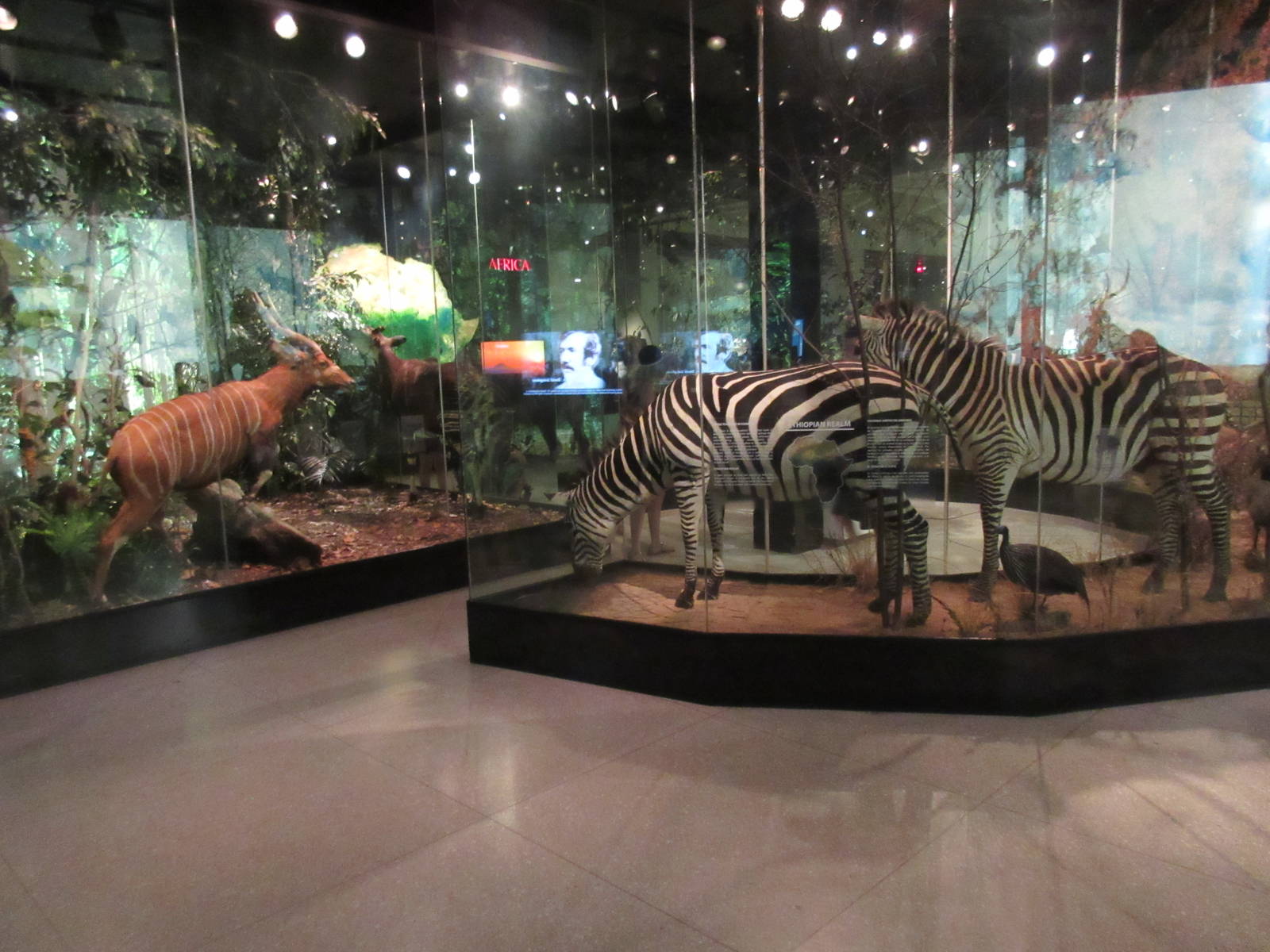Hall of African Wildlife - lots of glare!