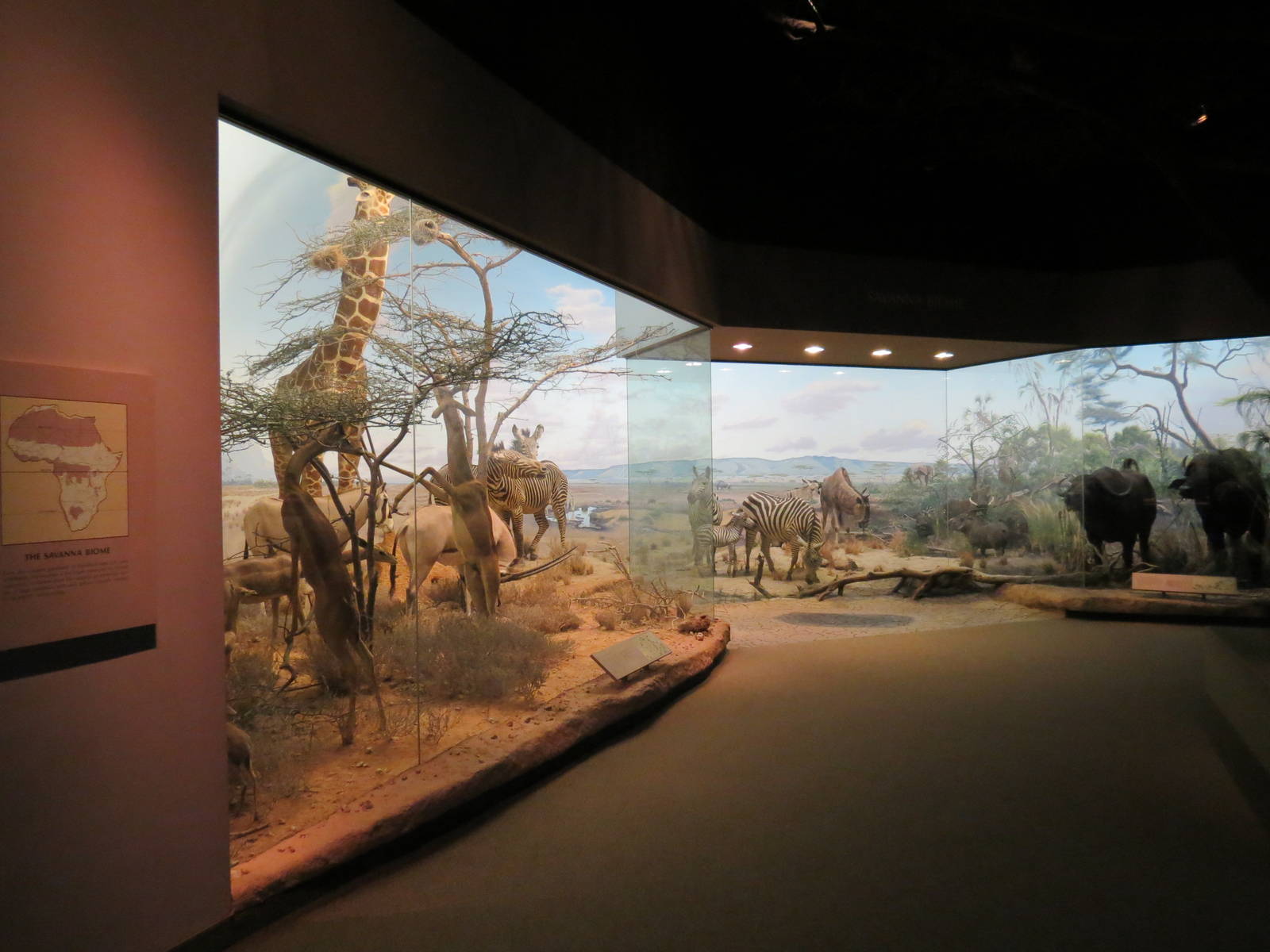 Hall Of African Wildlife