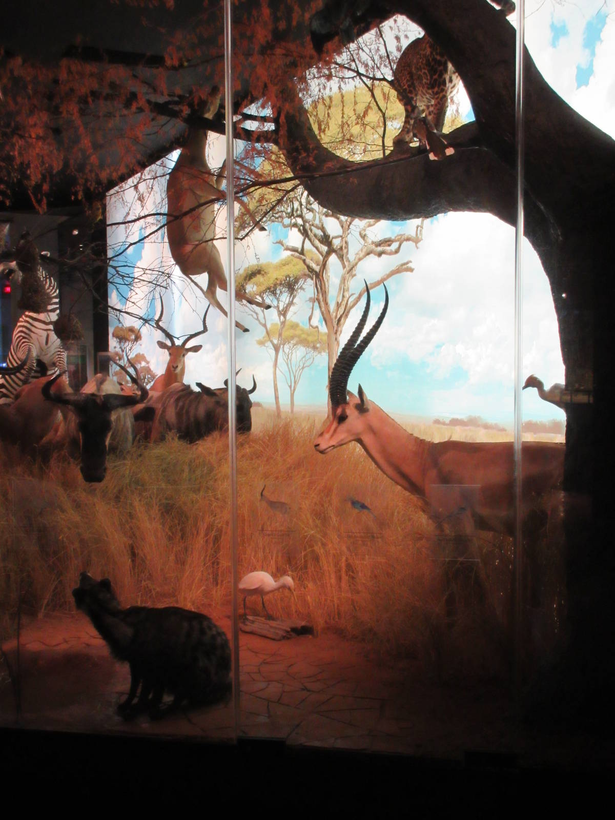 Hall of African Wildlife