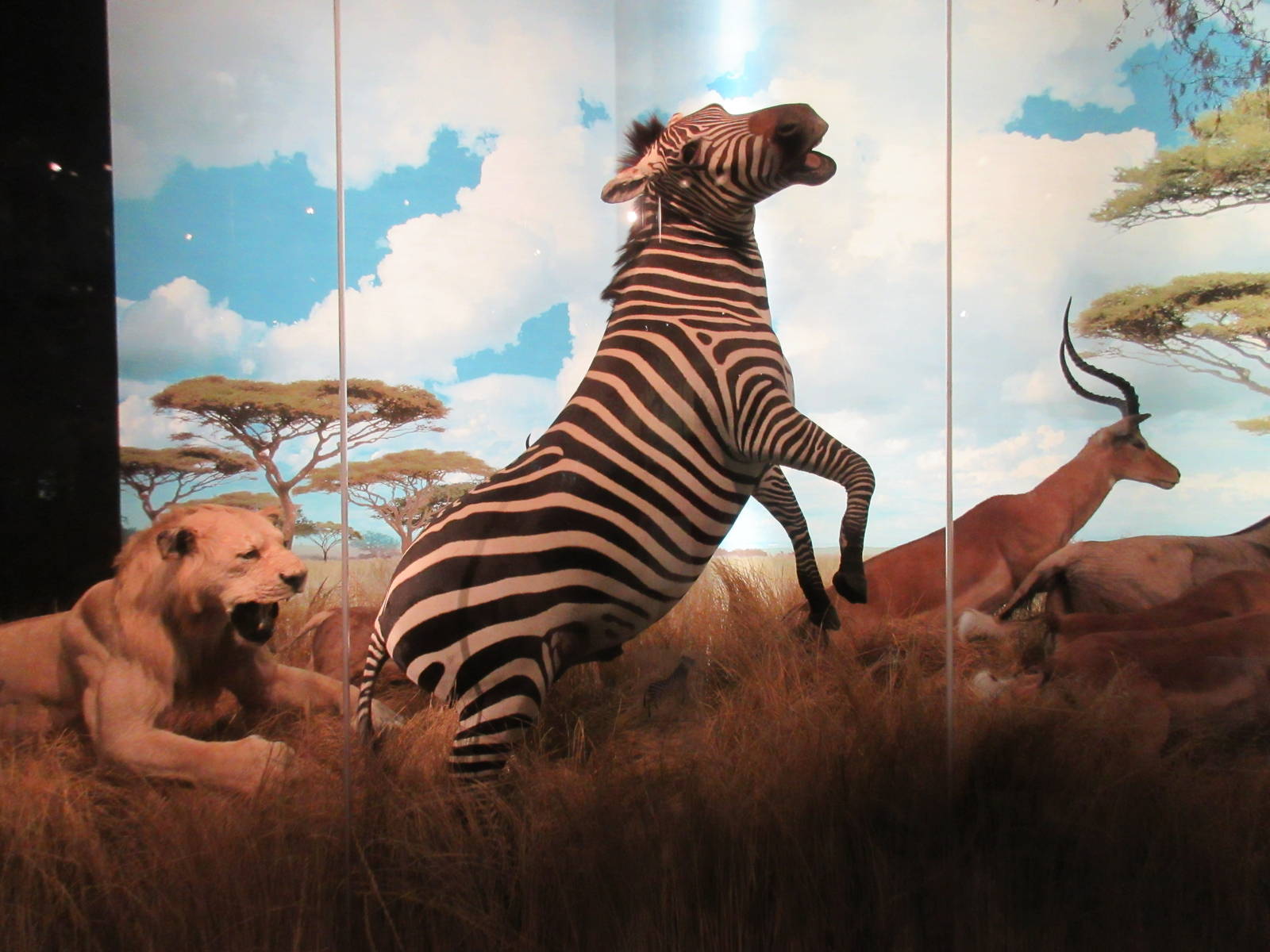 Hall of African Wildlife