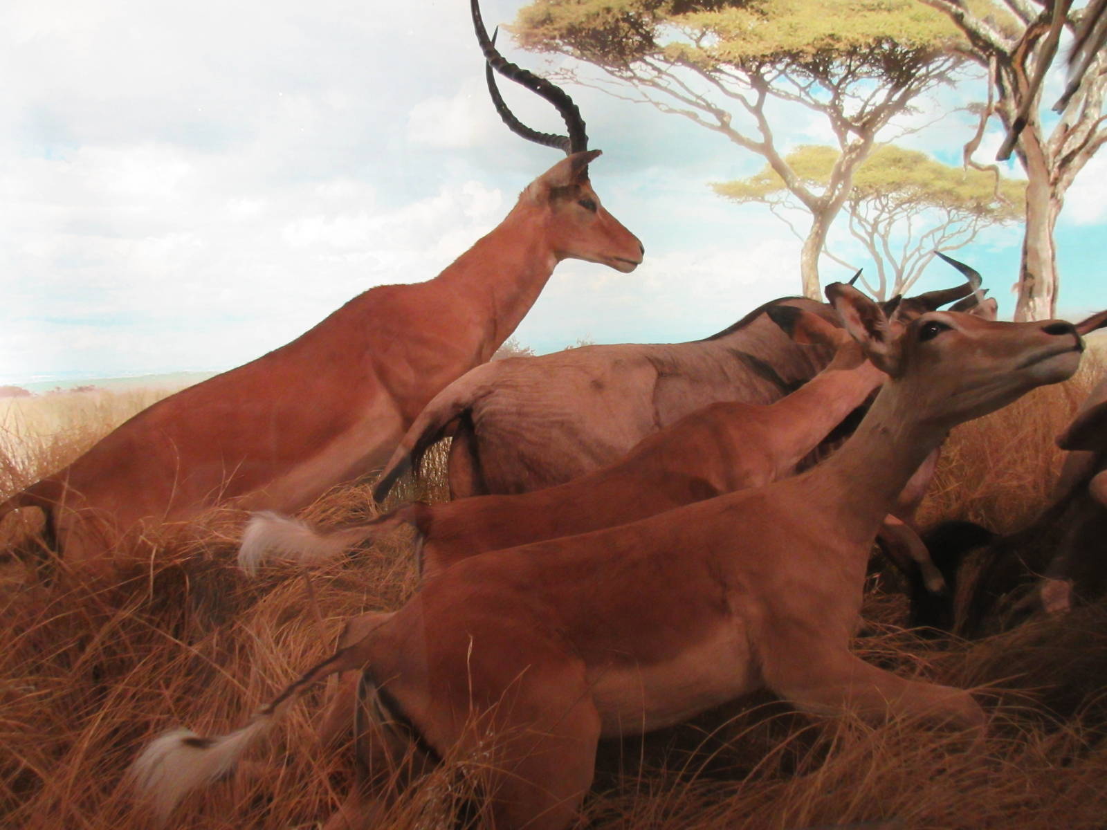 Hall of African Wildlife