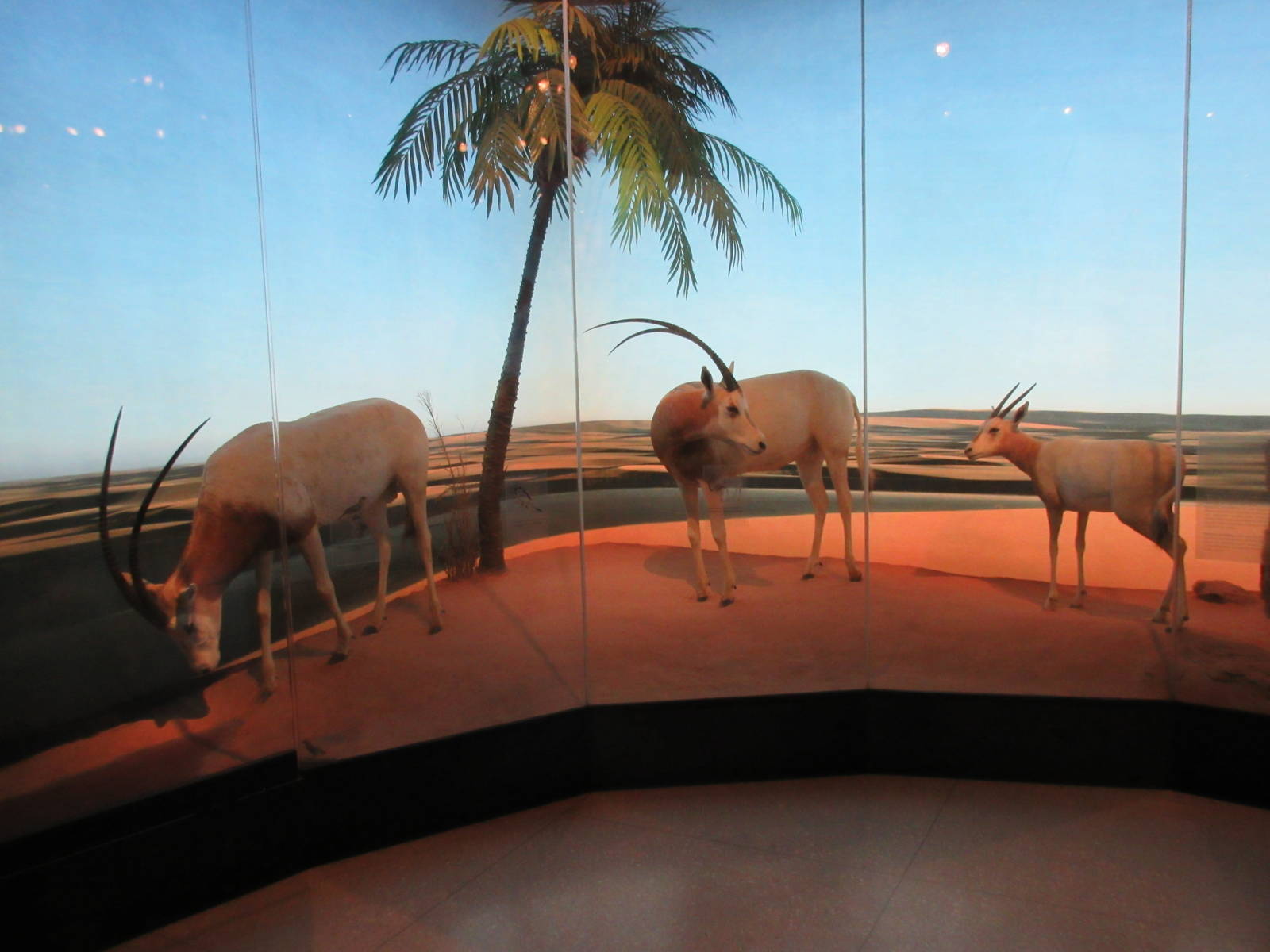 Hall of African Wildlife