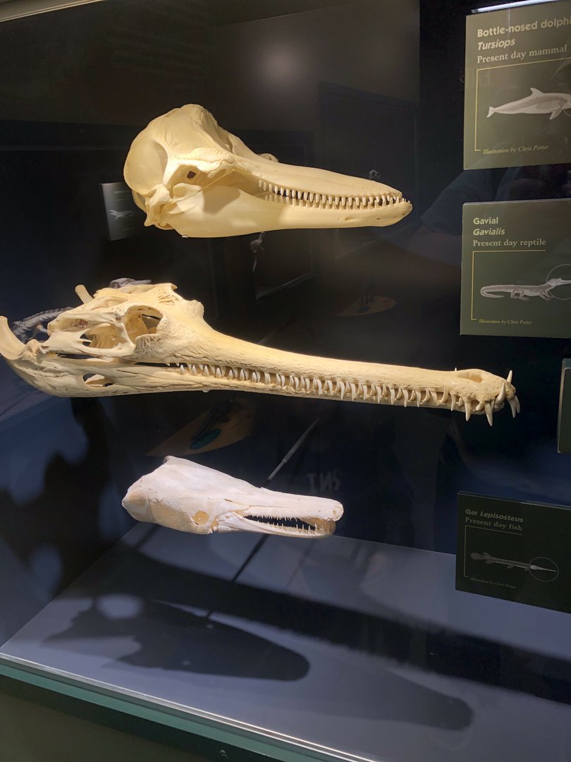 Hall of Ancient Life