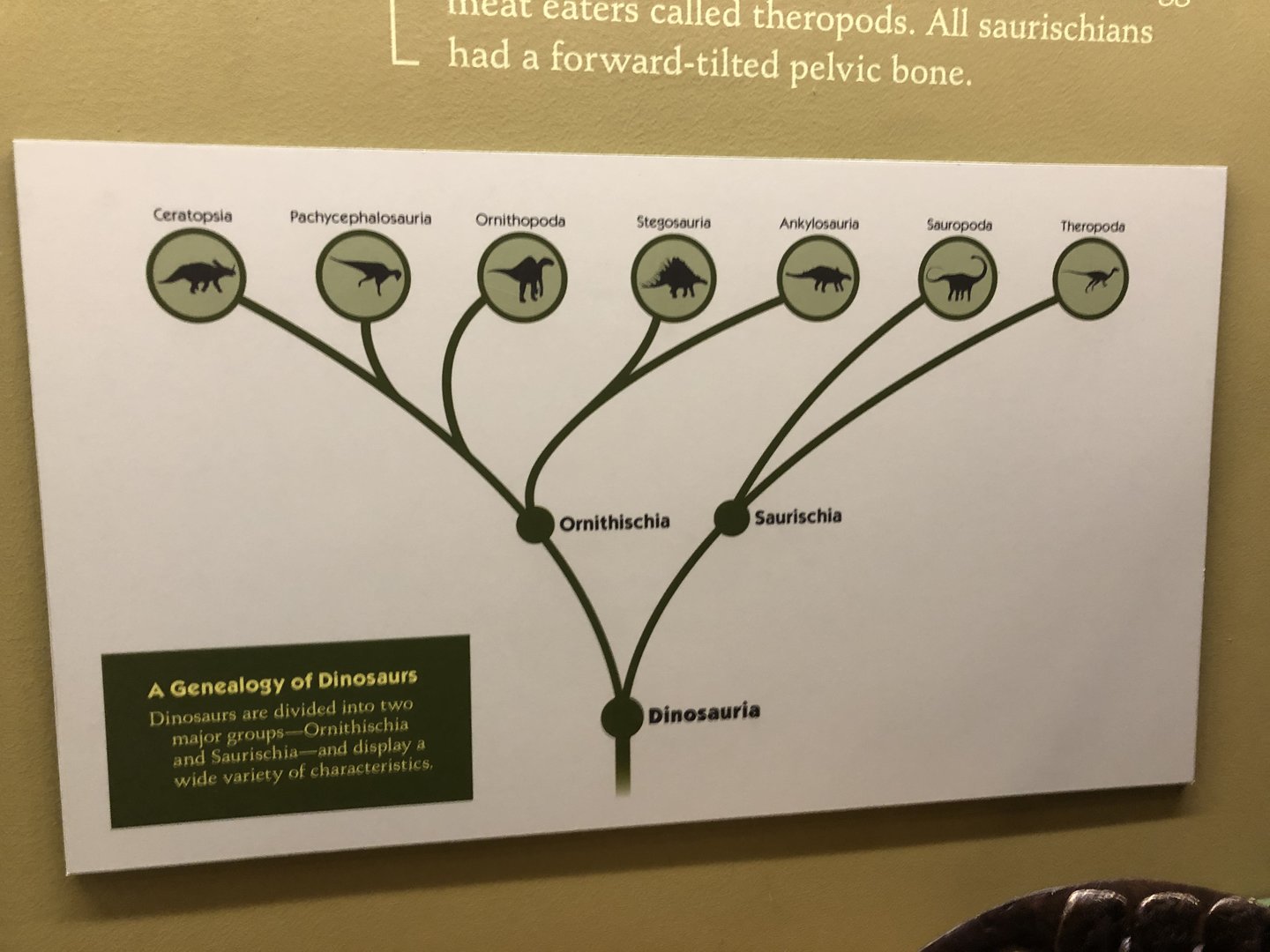 Hall of Ancient Life