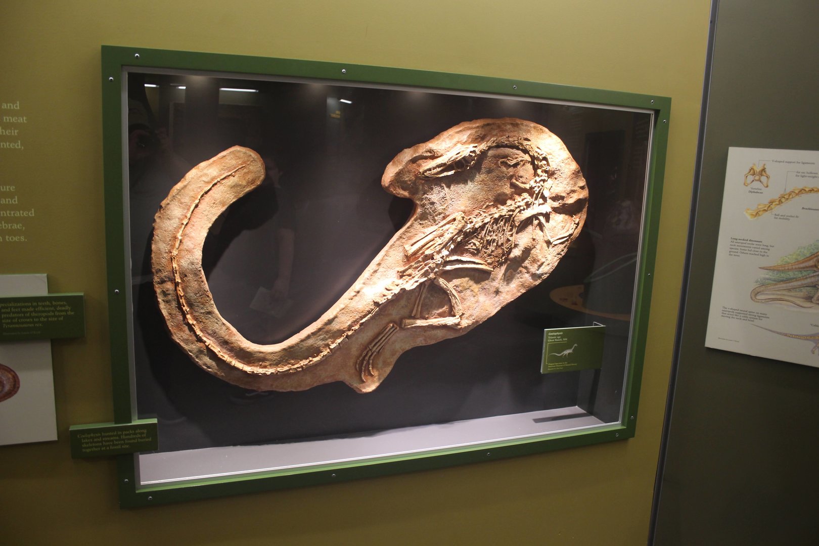 Hall of Ancient Life