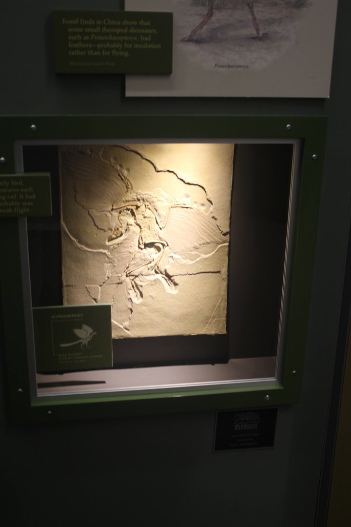 Hall of Ancient Life