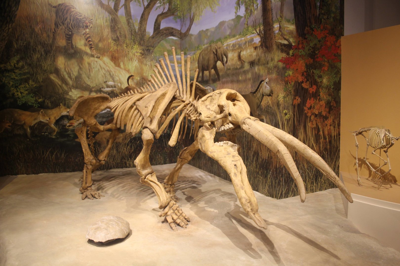 Hall of Ancient Life