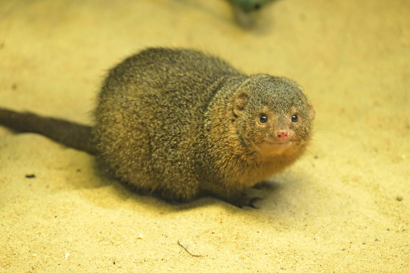 Hall of Animals - Common Dwarf Mongoose (Helogale parvula)