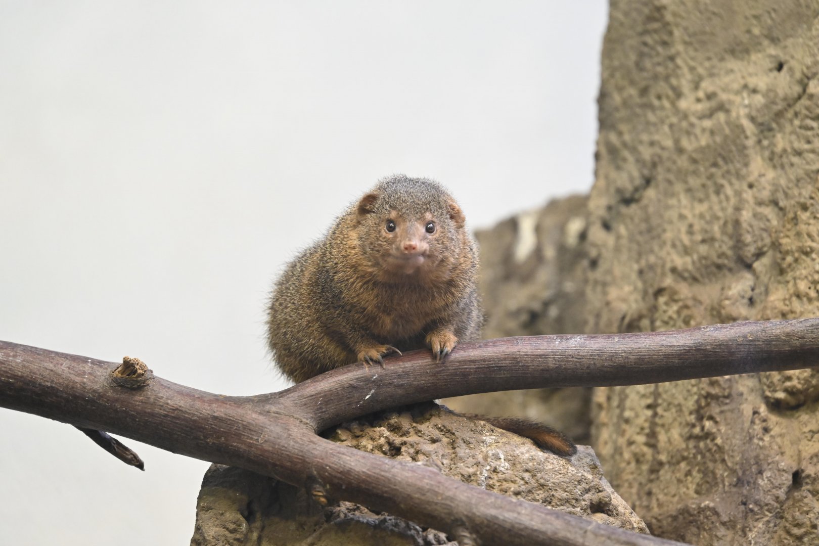 Hall of Animals - Common Dwarf Mongoose (Helogale parvula)