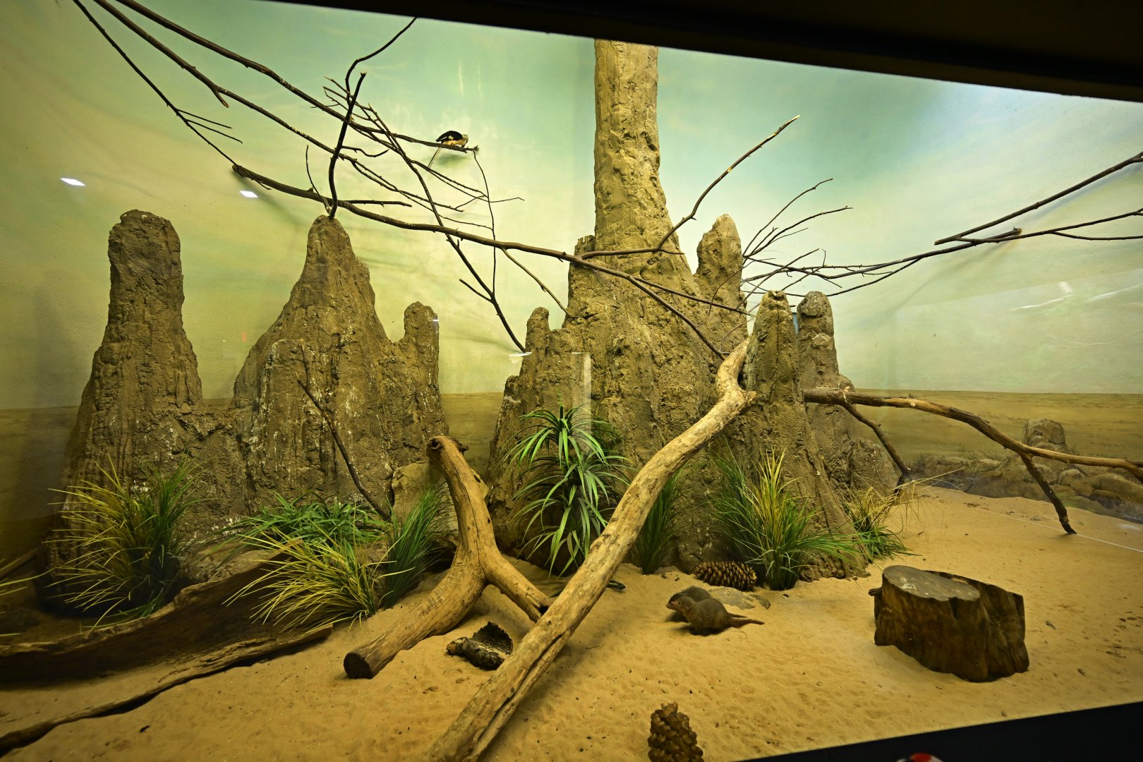 Hall of Animals - Common Dwarf Mongoose/Von der Decken's Hornbill Exhibit