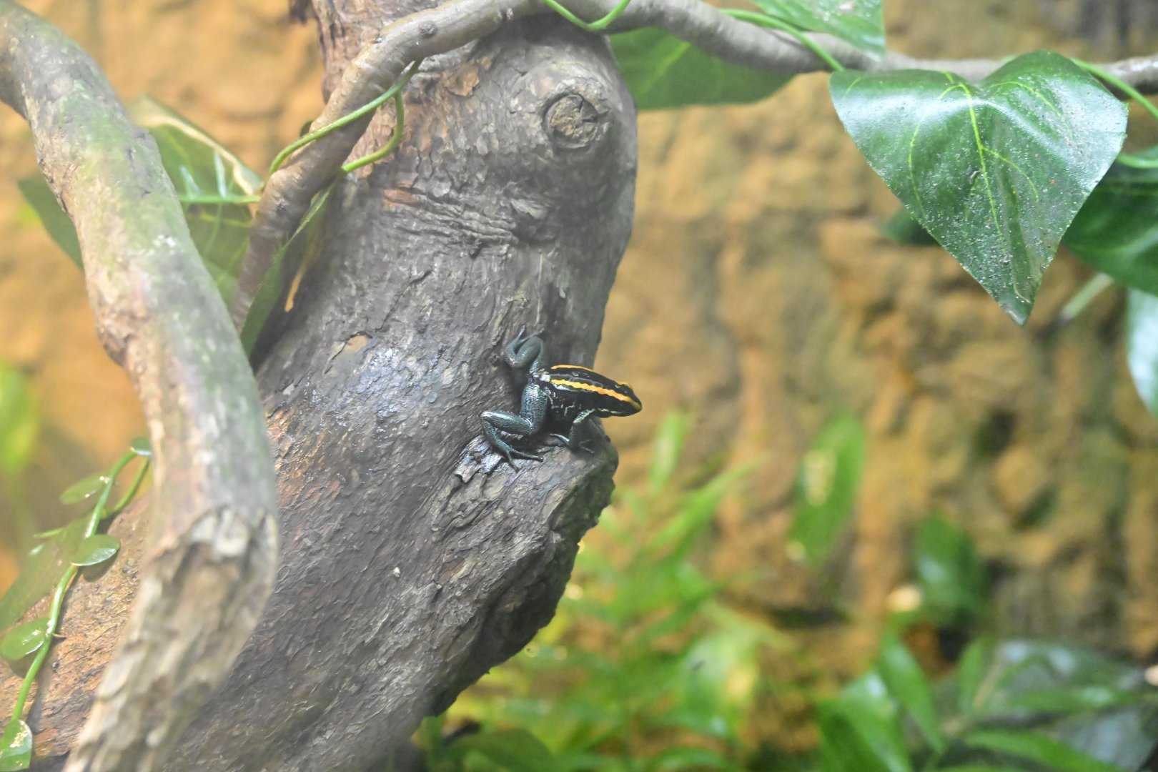 Hall of Animals - Golfo Dulce Poison Dart Frog (Phyllobates vittatus)