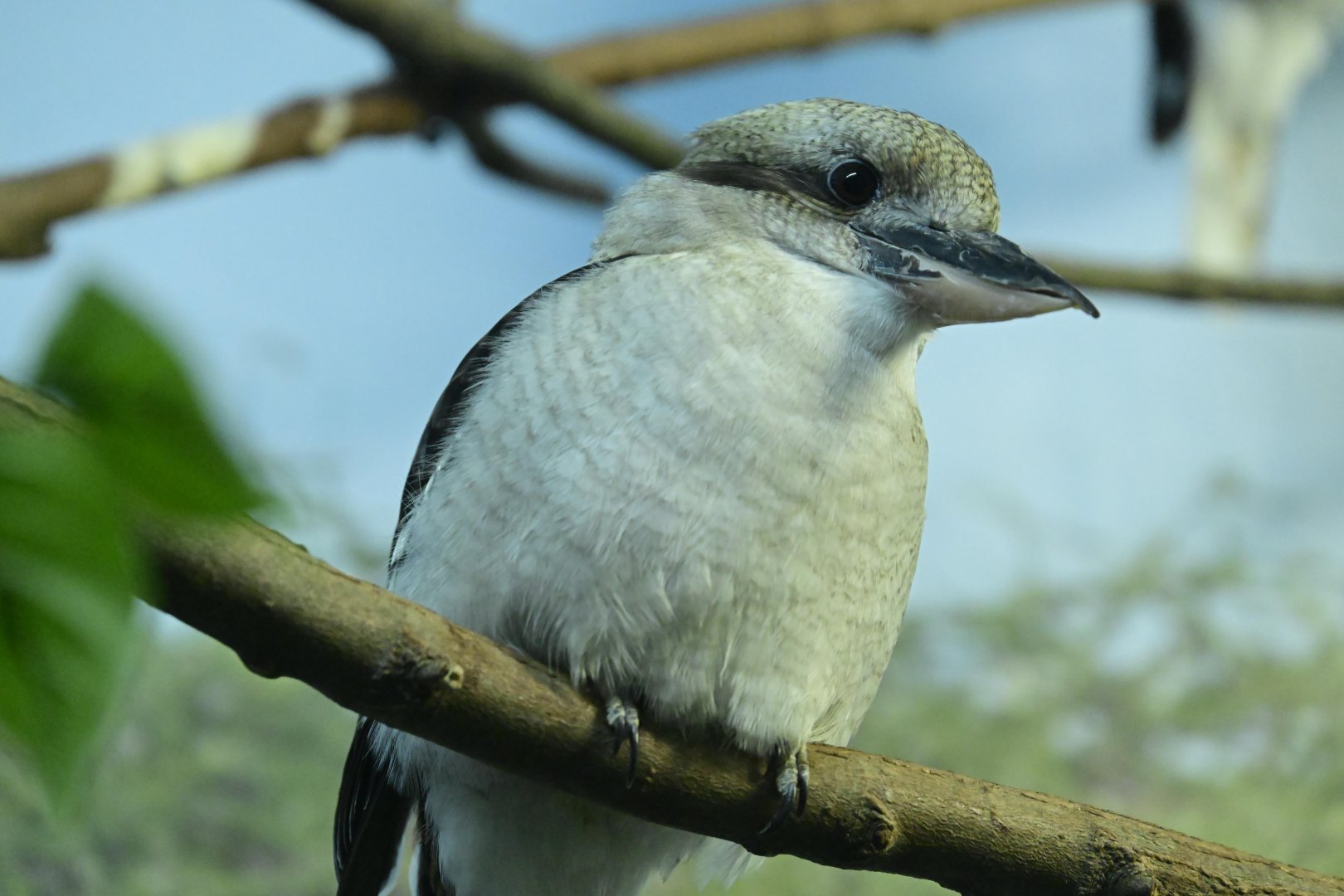 Hall of Animals - Laughing Kookaburra (Dacelo novaeguineae)