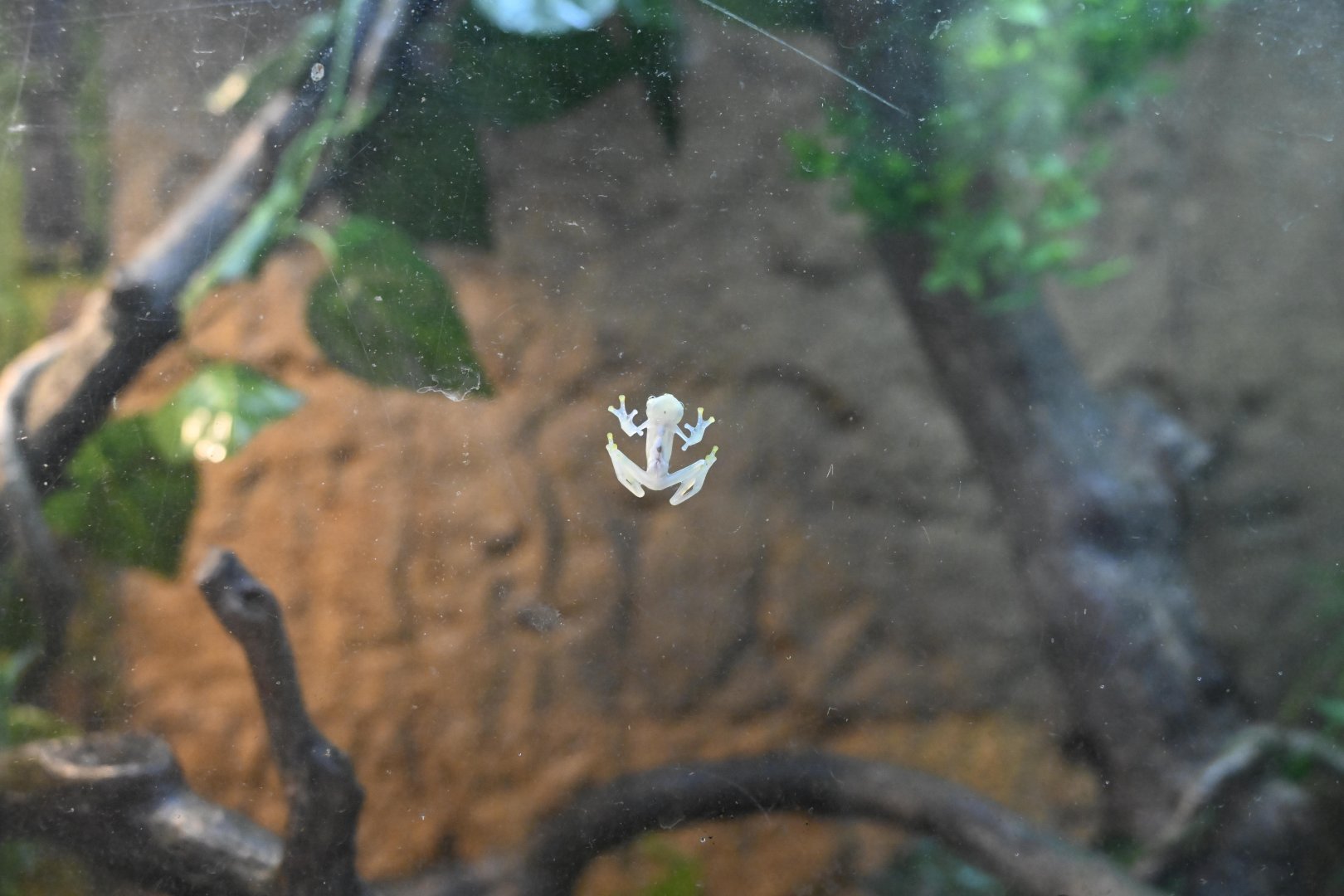 Hall of Animals - Reticulated Glass Frog (Hyalinobatrachium valerioi)