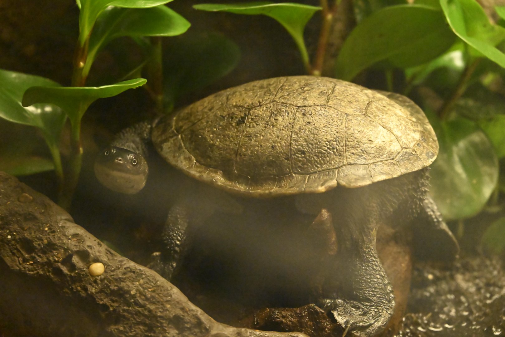 Hall of Animals - Roti Island Snake-necked Turtle (Chelodina mccordi)