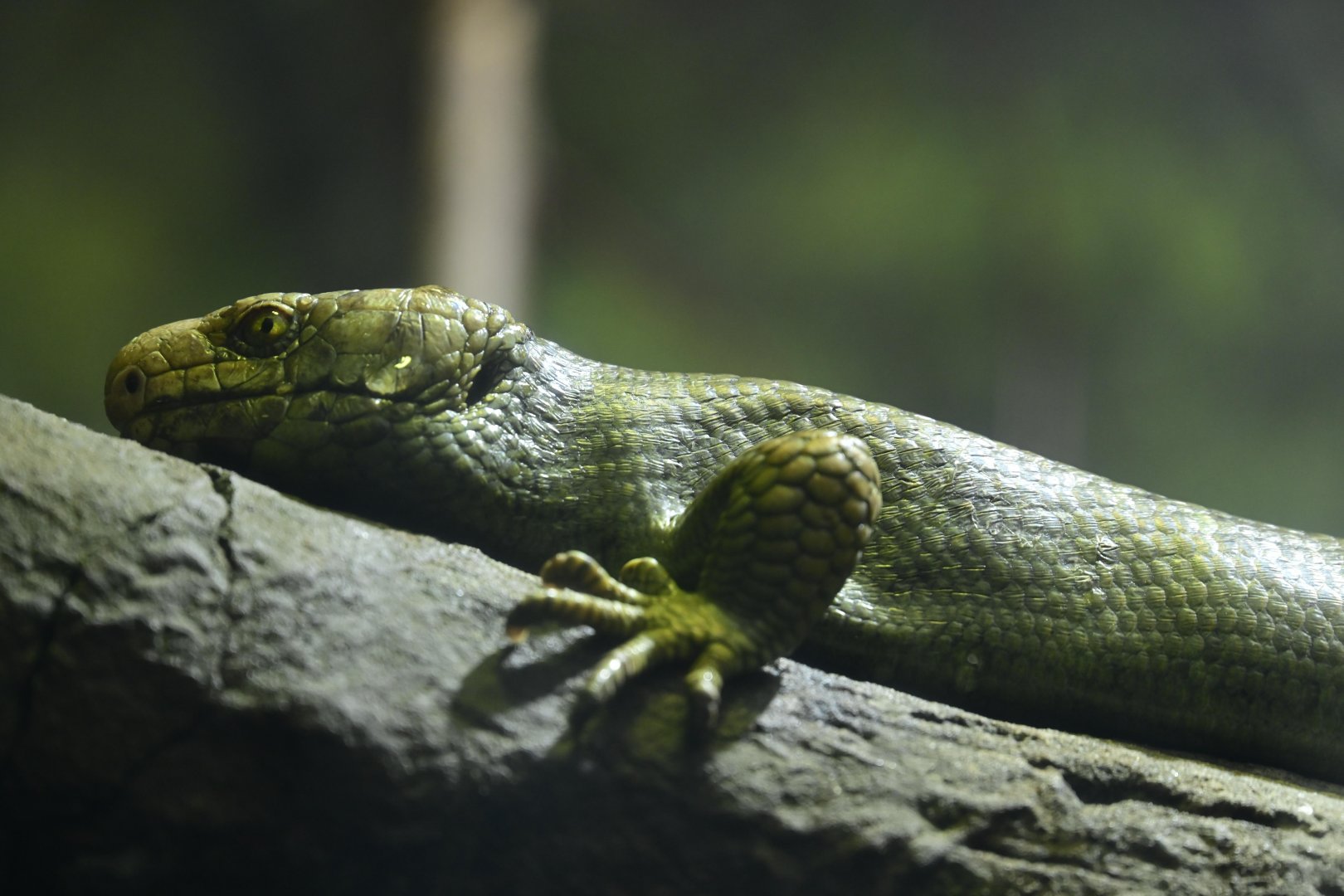 Hall of Animals - Solomon Islands Skink (Corucia zebrata)
