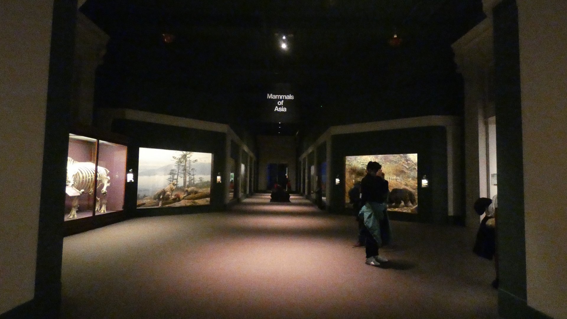 Hall of Asian Mammals - Feb. 2022