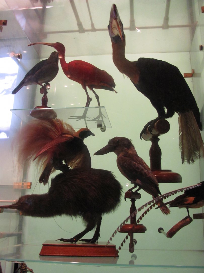 Hall of Biodiversity Birds