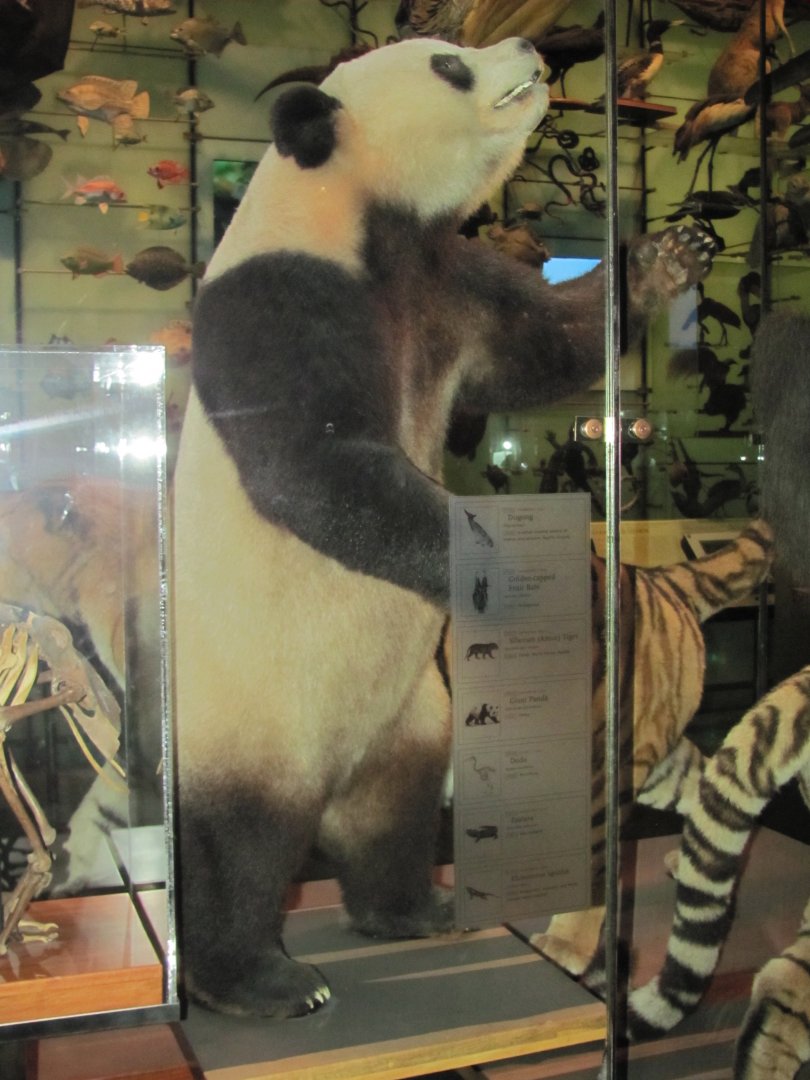 Hall of Biodiversity Giant Panda