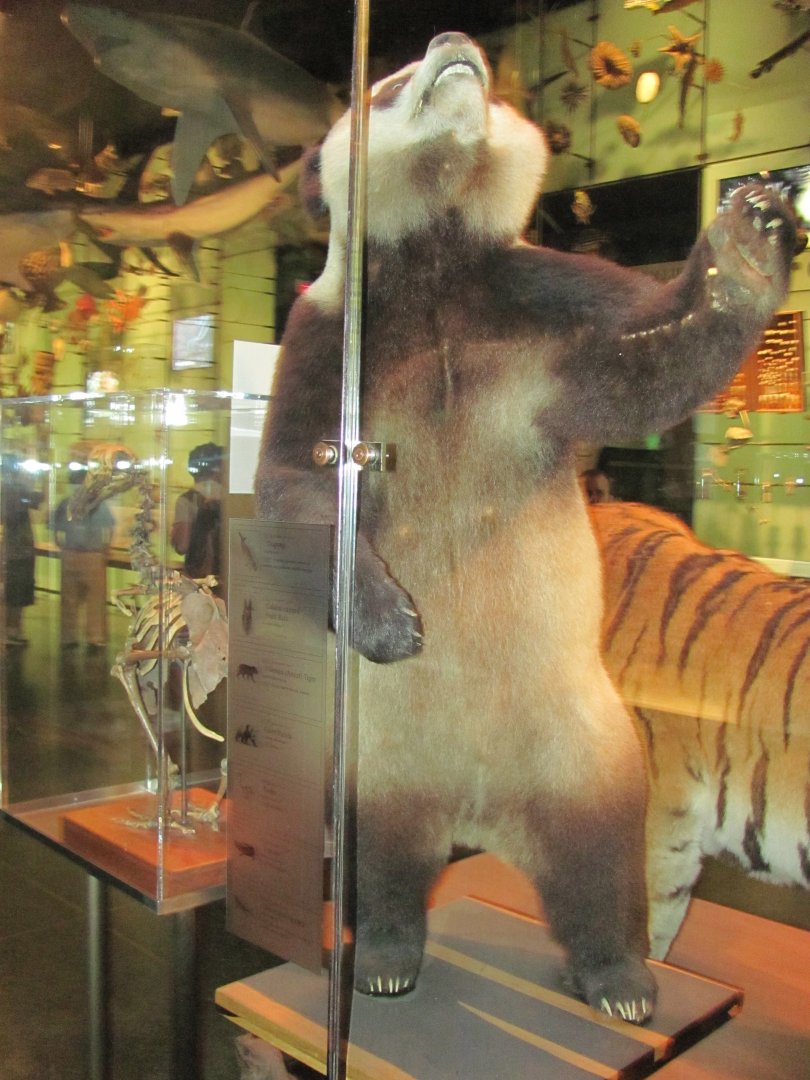 Hall of Biodiversity Giant Panda