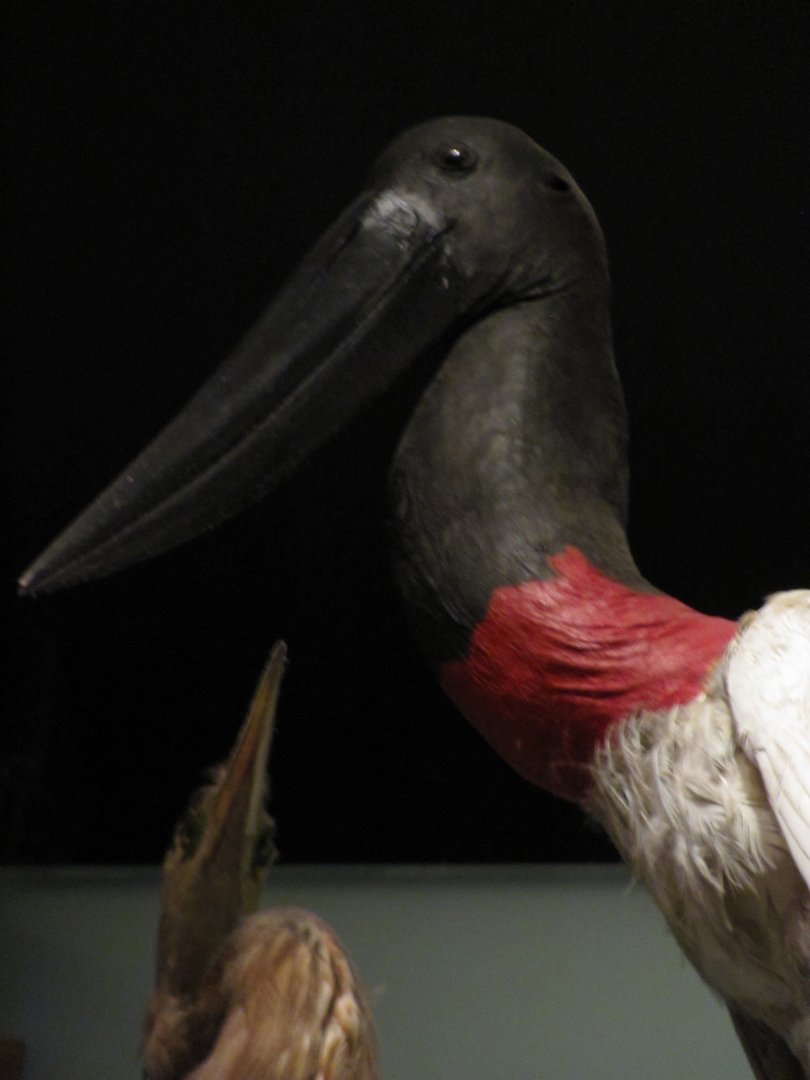 Hall of Biodiversity Jabiru Stork Closeup