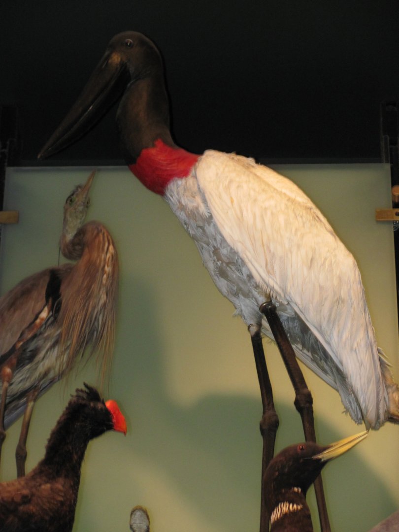 Hall of Biodiversity Jabiru Stork