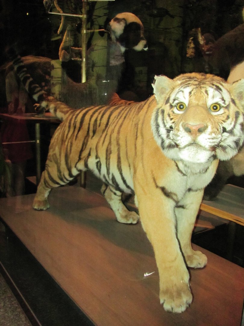 Hall of Biodiversity Siberian Tiger 1 Closeup