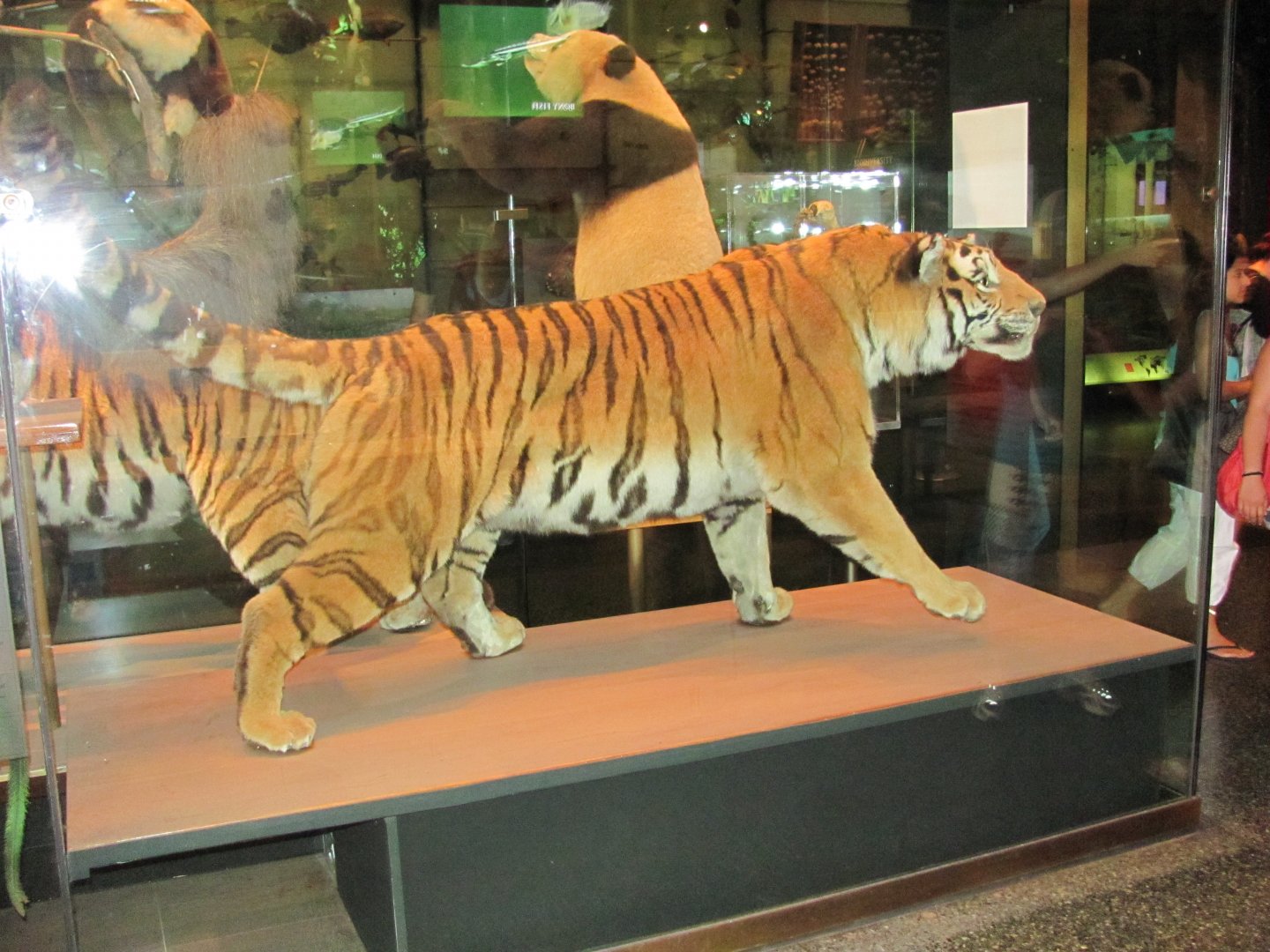 Hall of Biodiversity Siberian Tiger 1