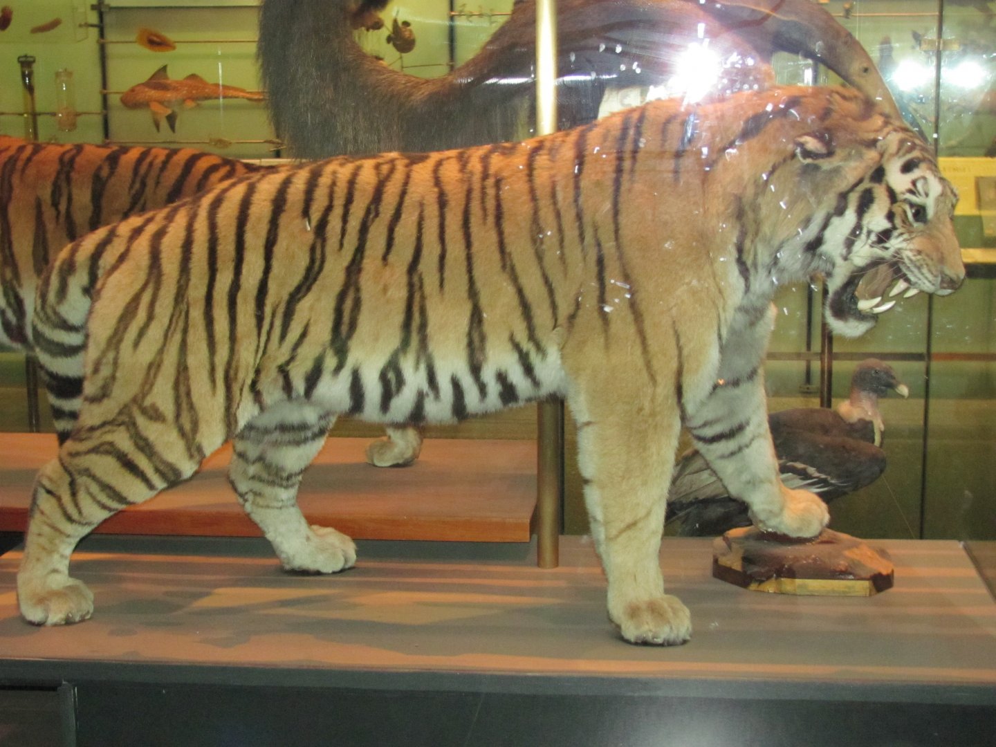 Hall of Biodiversity Siberian Tiger 2
