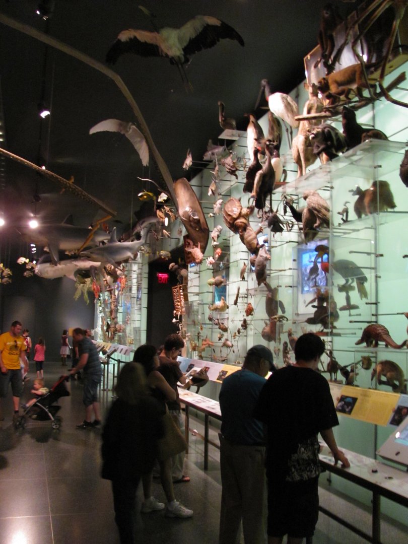 Hall of Biodiversity