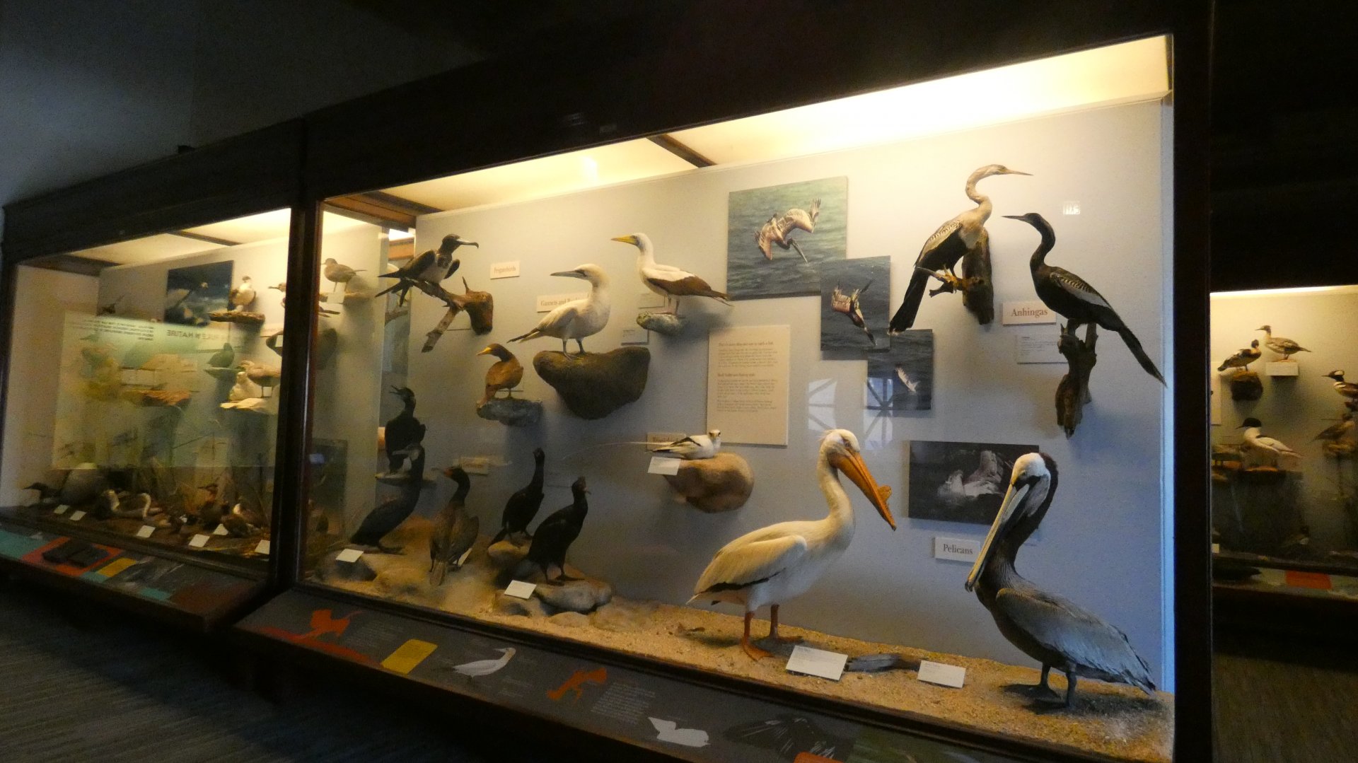 Hall of Birds - Feb. 2022