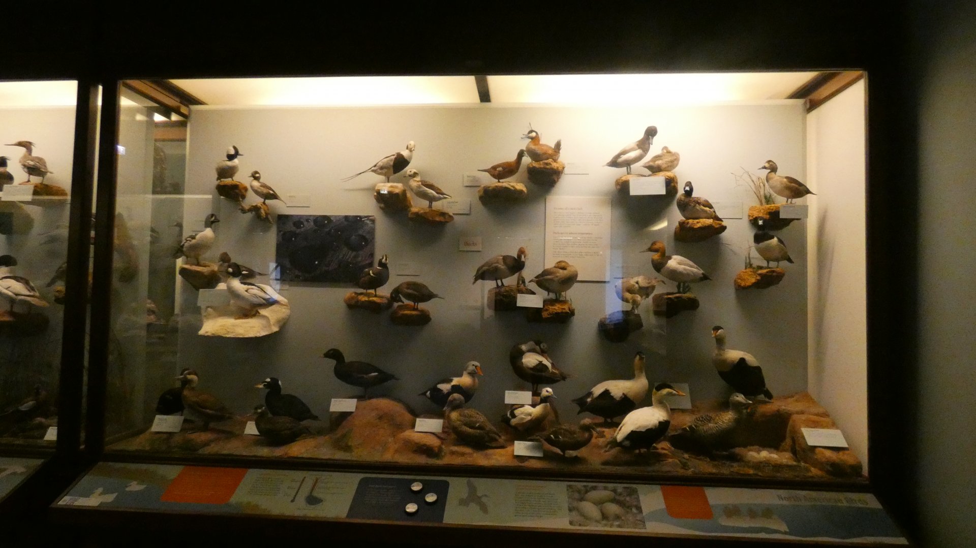 Hall of Birds - Feb. 2022