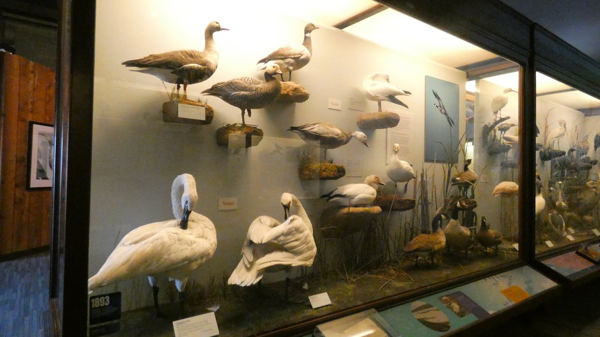 Hall of Birds - Feb. 2022