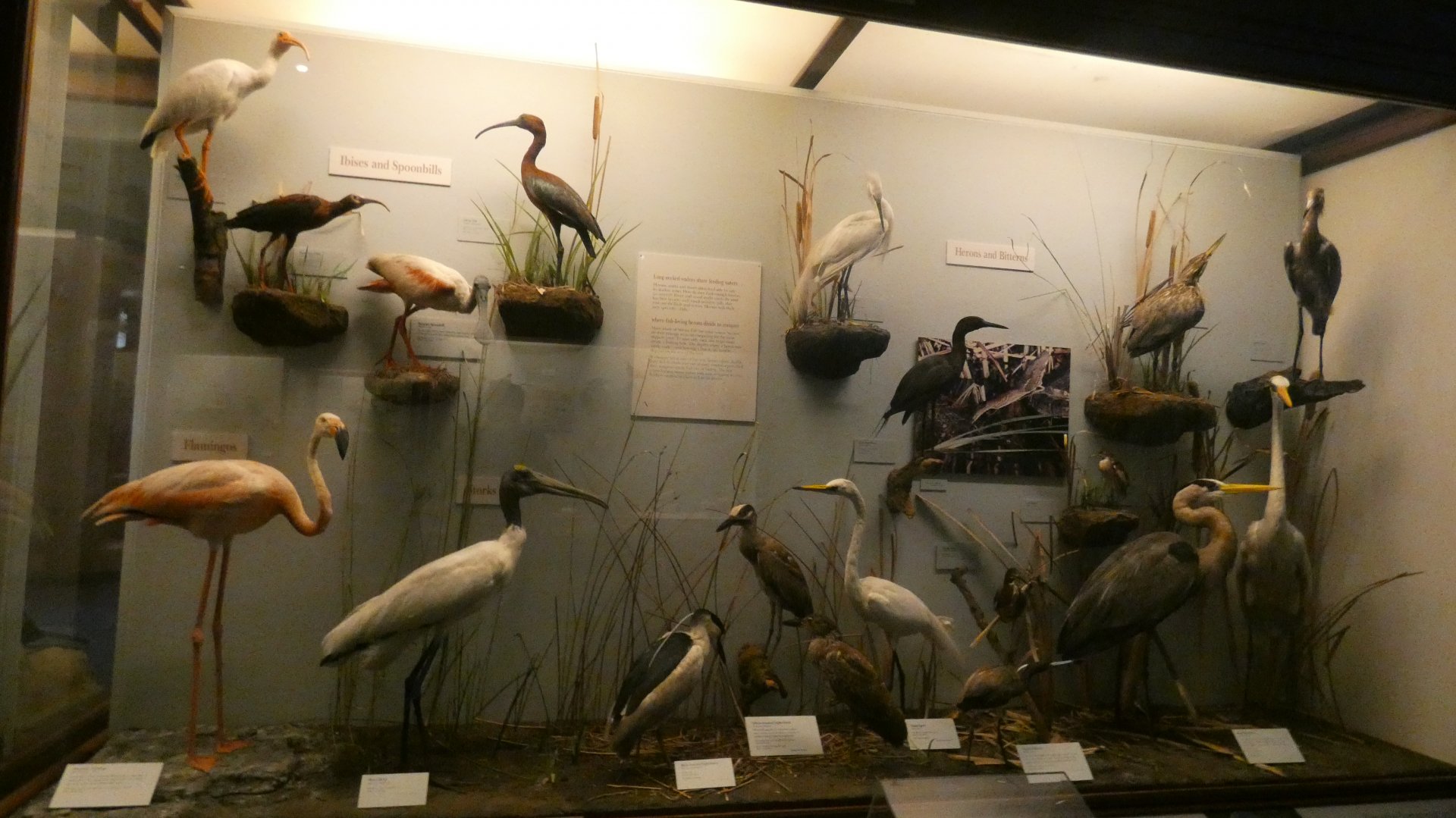 Hall of Birds - Feb. 2022