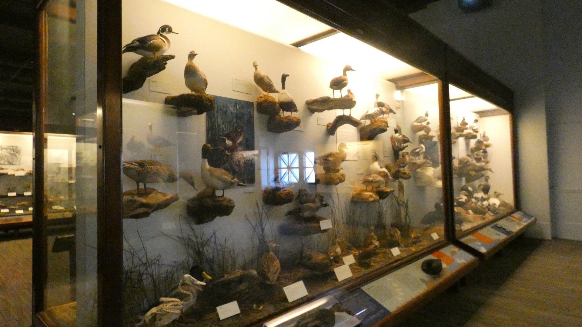 Hall of Birds - Feb. 2022