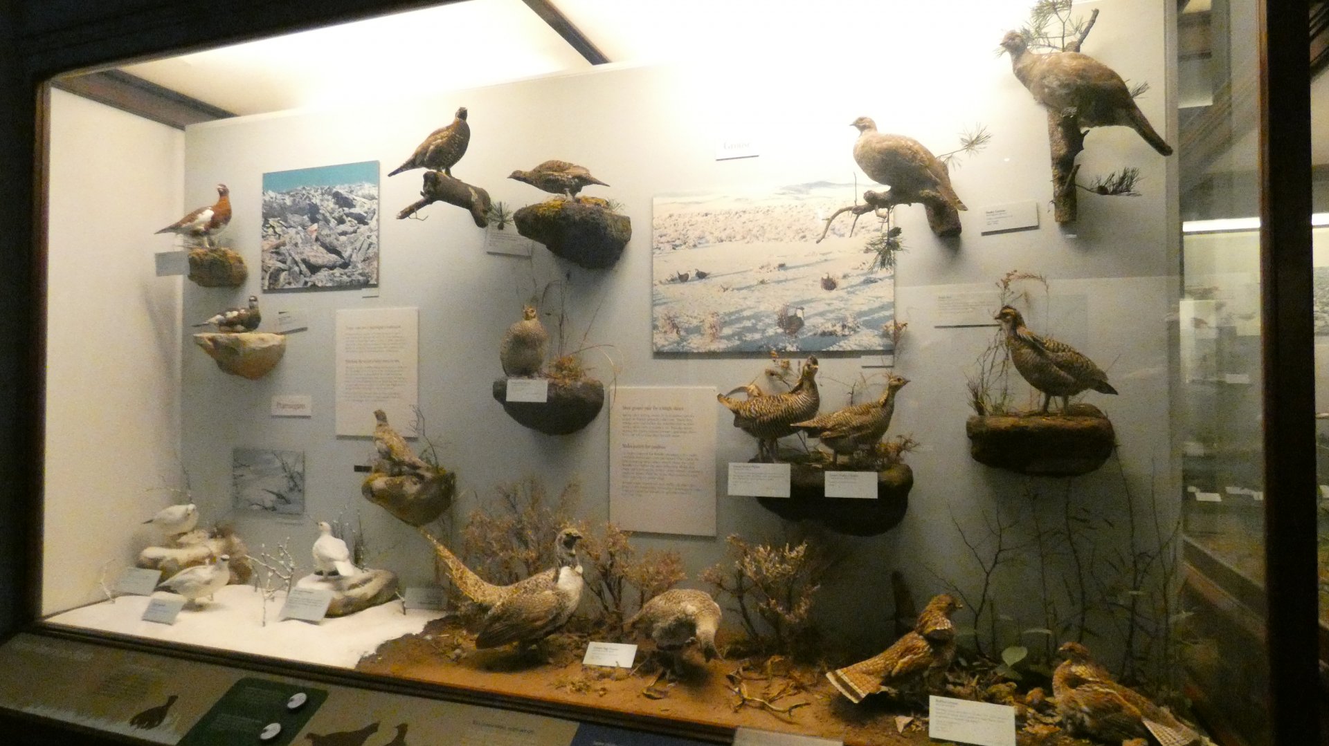 Hall of Birds - Feb. 2022