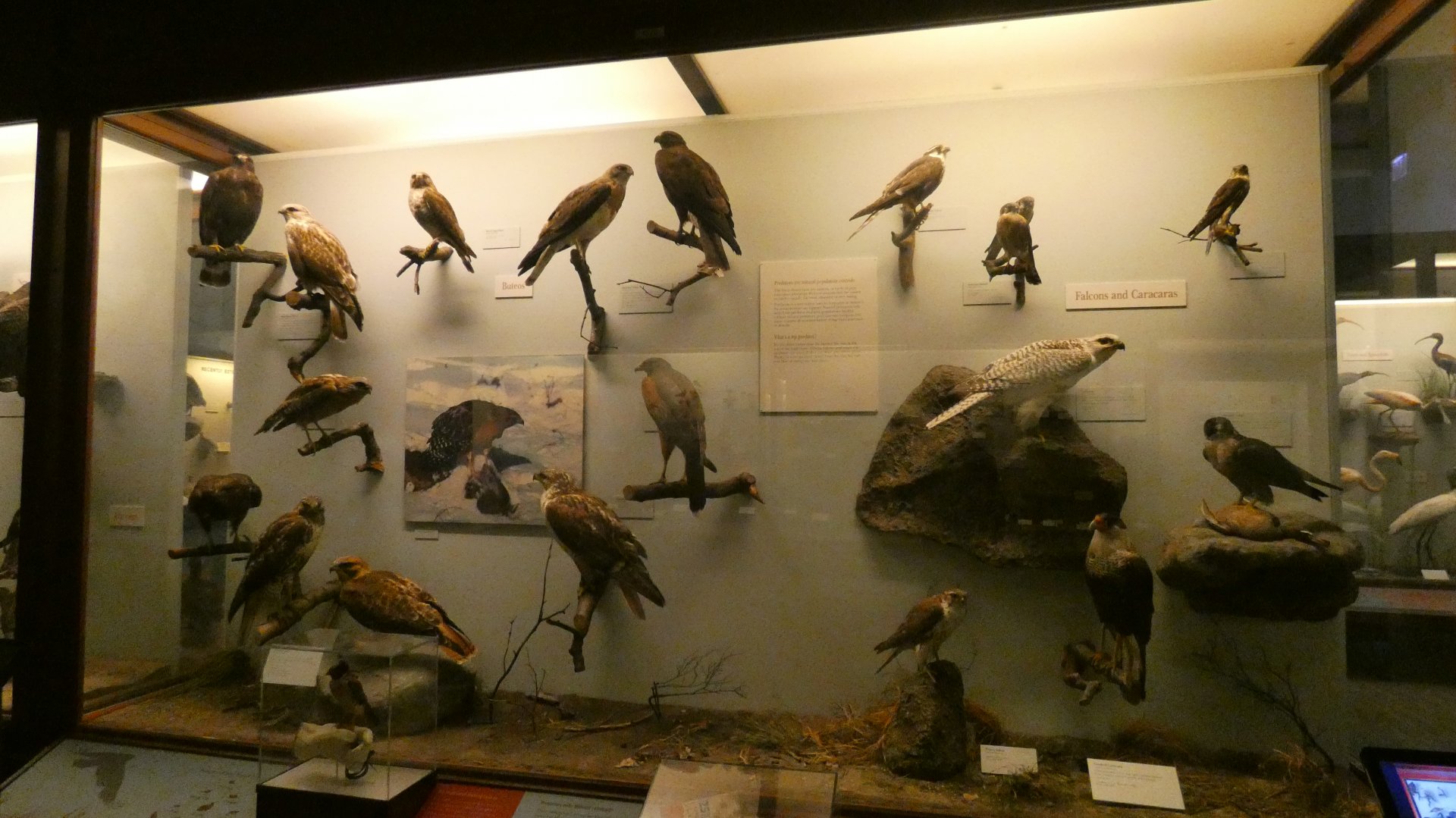 Hall of Birds - Feb. 2022