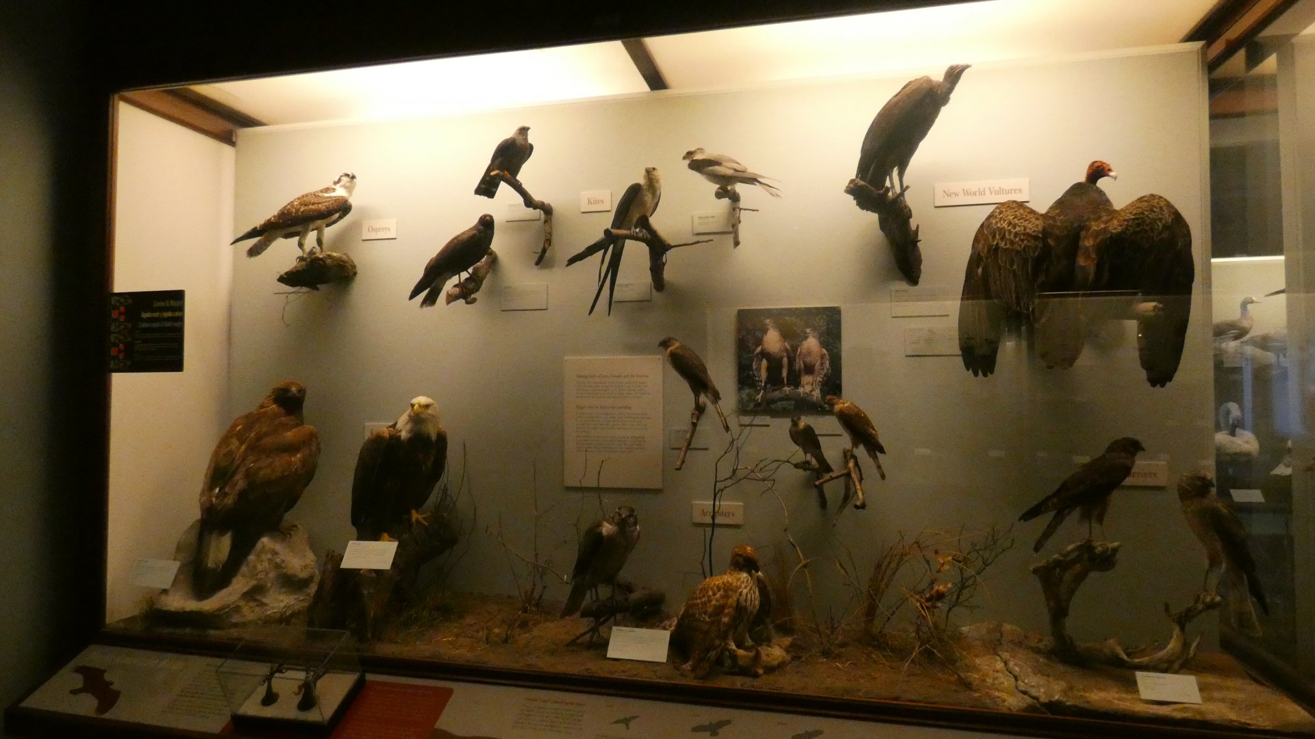 Hall of Birds - Feb. 2022