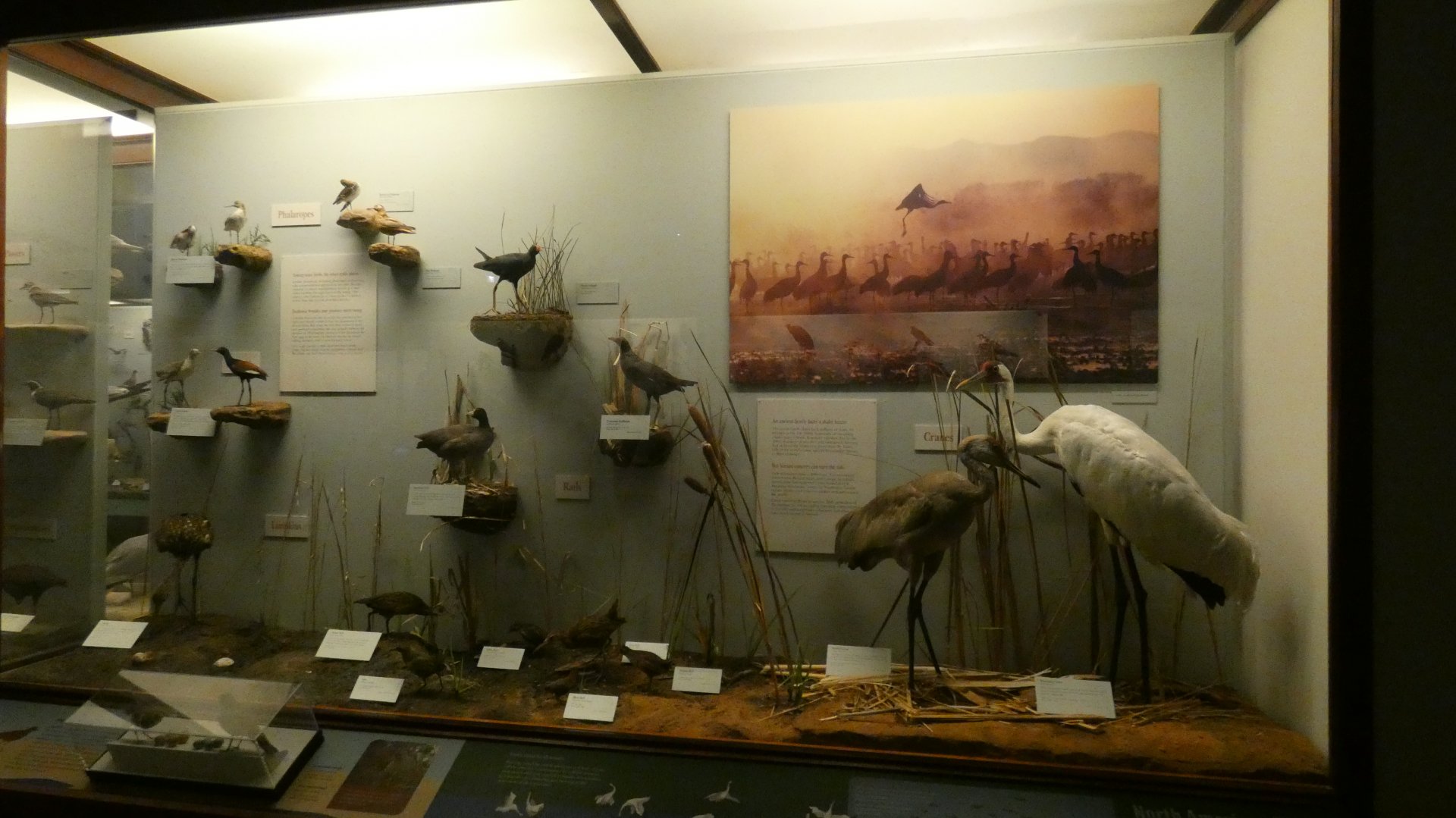 Hall of Birds - Feb. 2022