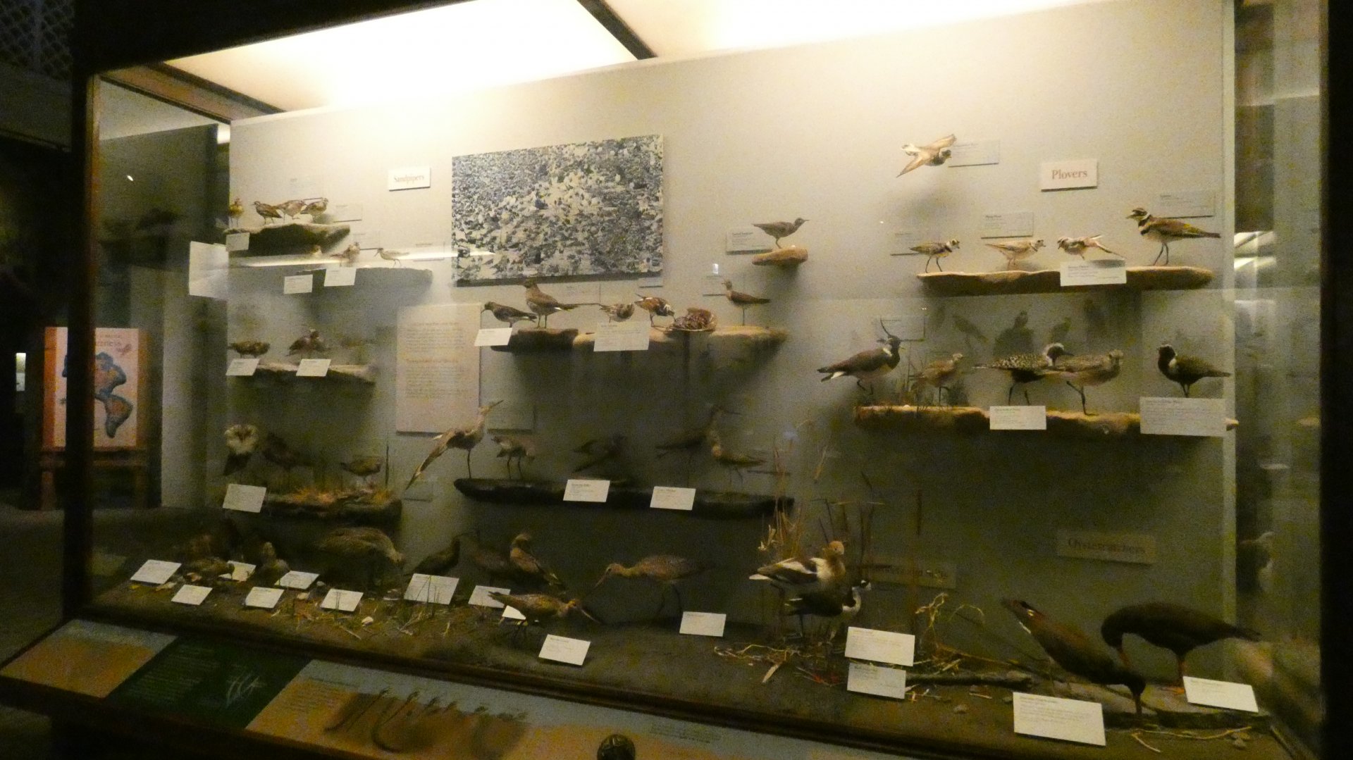 Hall of Birds - Feb. 2022