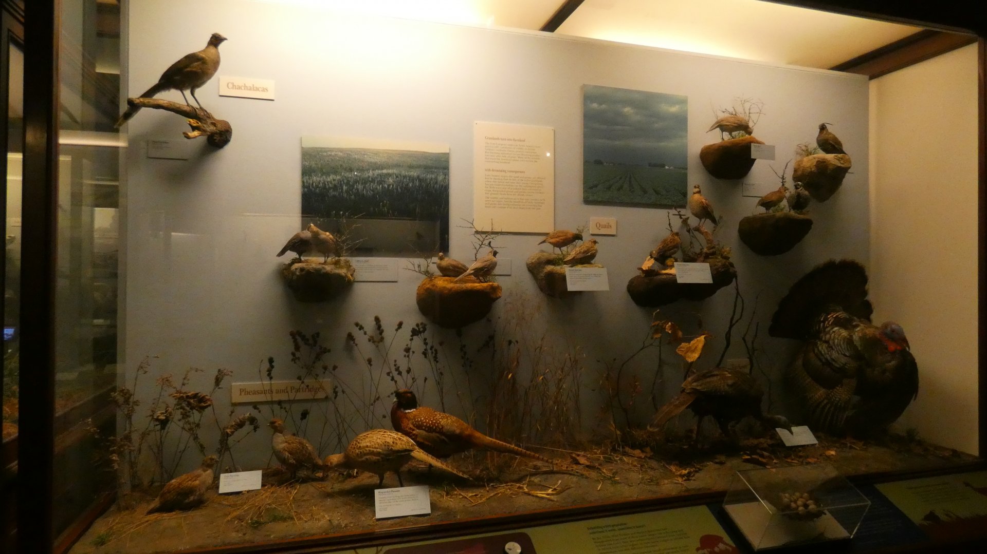 Hall of Birds - Feb. 2022