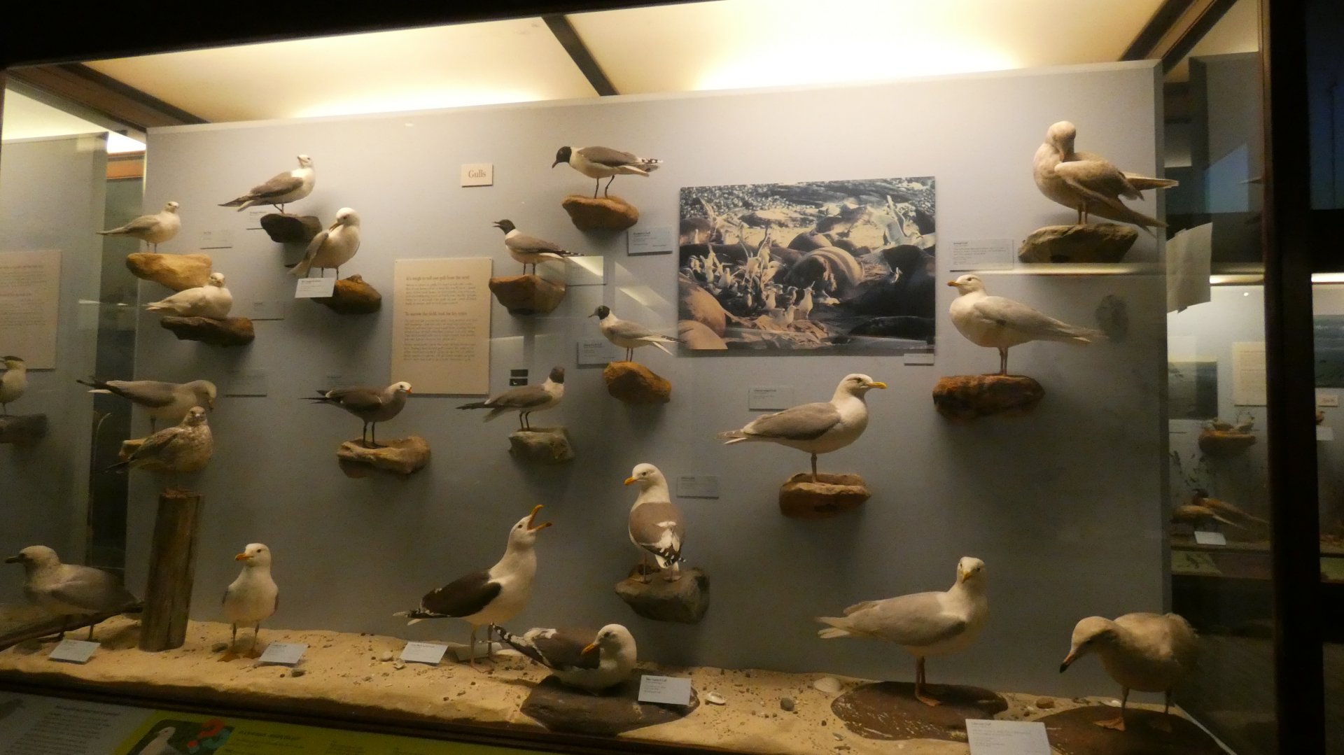 Hall of Birds - Feb. 2022