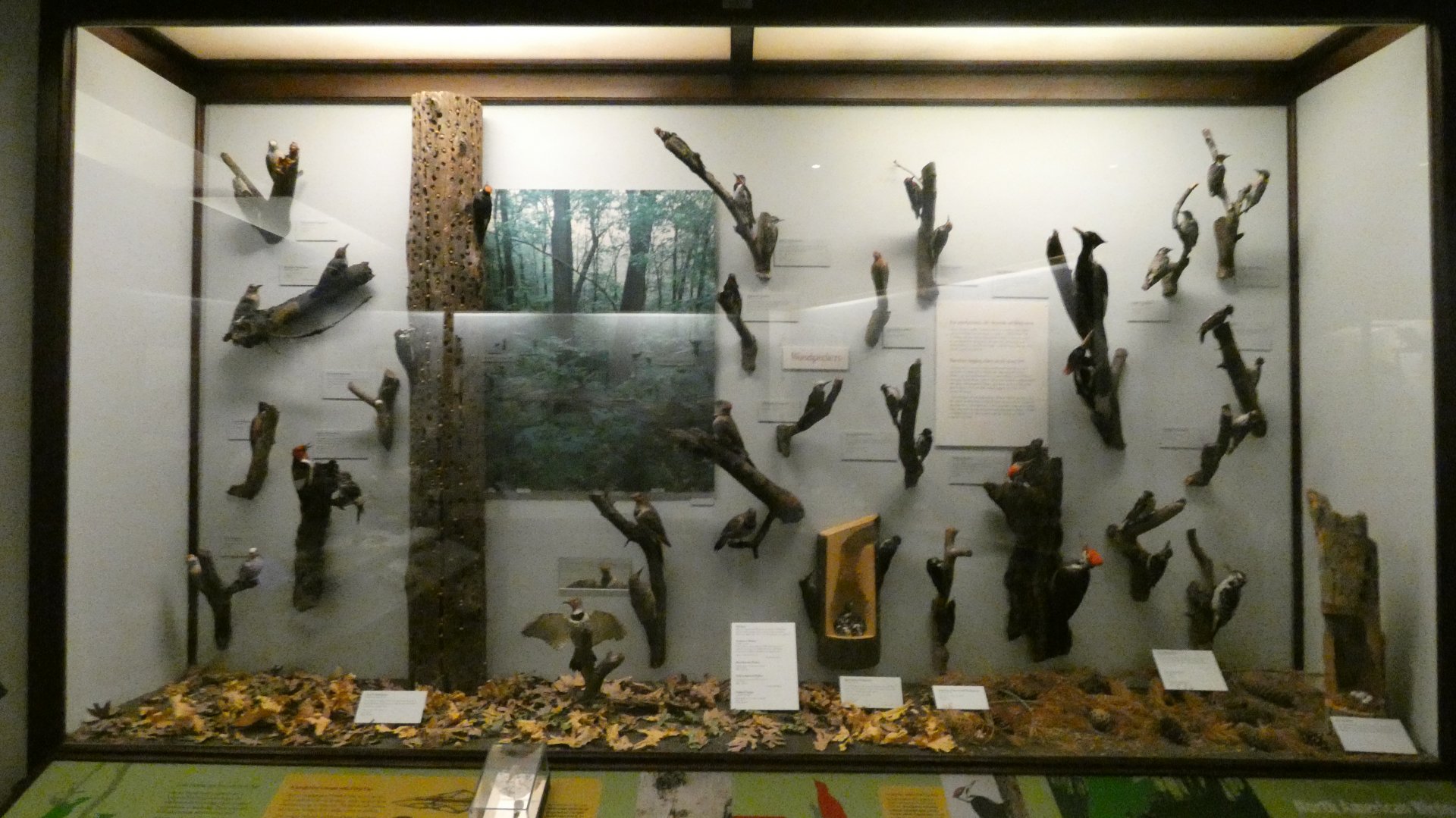 Hall of Birds - Feb. 2022