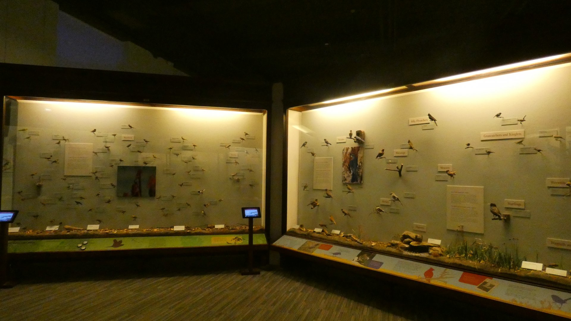 Hall of Birds - Feb. 2022