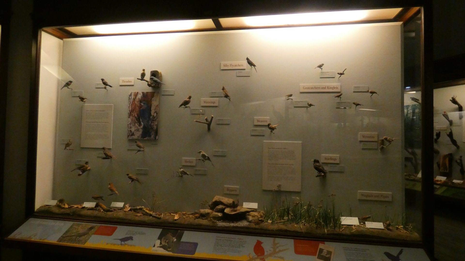 Hall of Birds - Feb. 2022